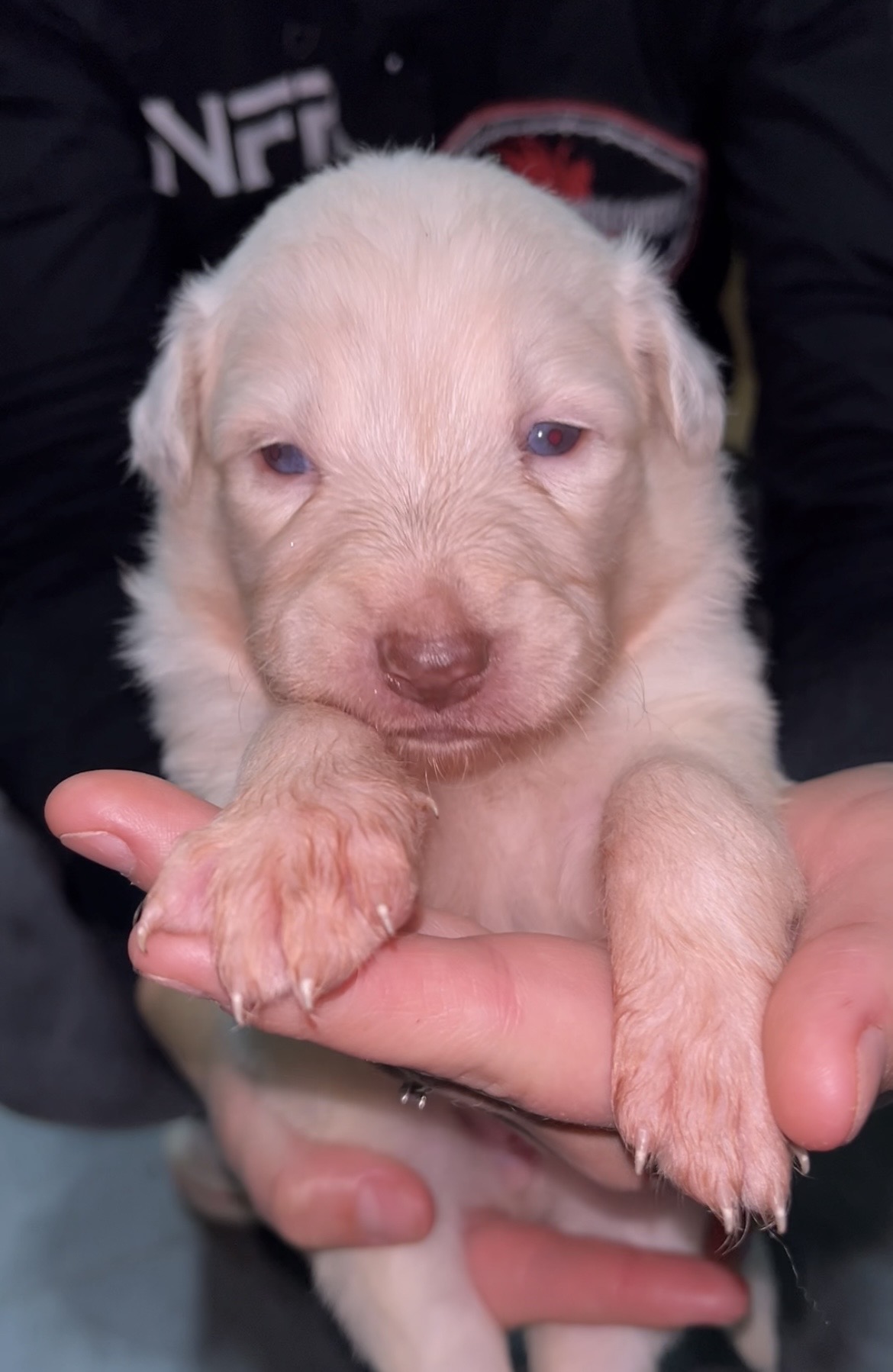 FILHOTES DE BORDER COLLIE DISPONÍVEIS!  - Foto 5