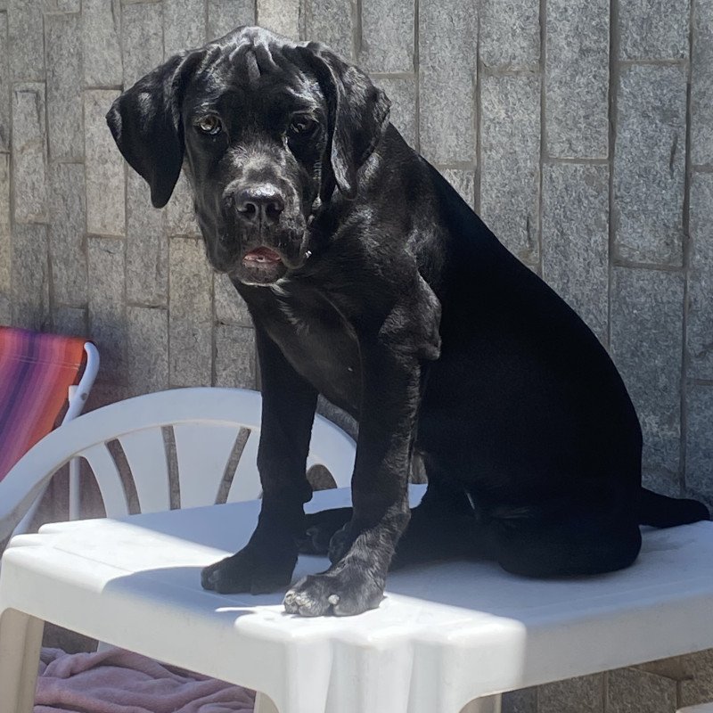 Filhote Cane corso 11 meses vacinada e vermifugada