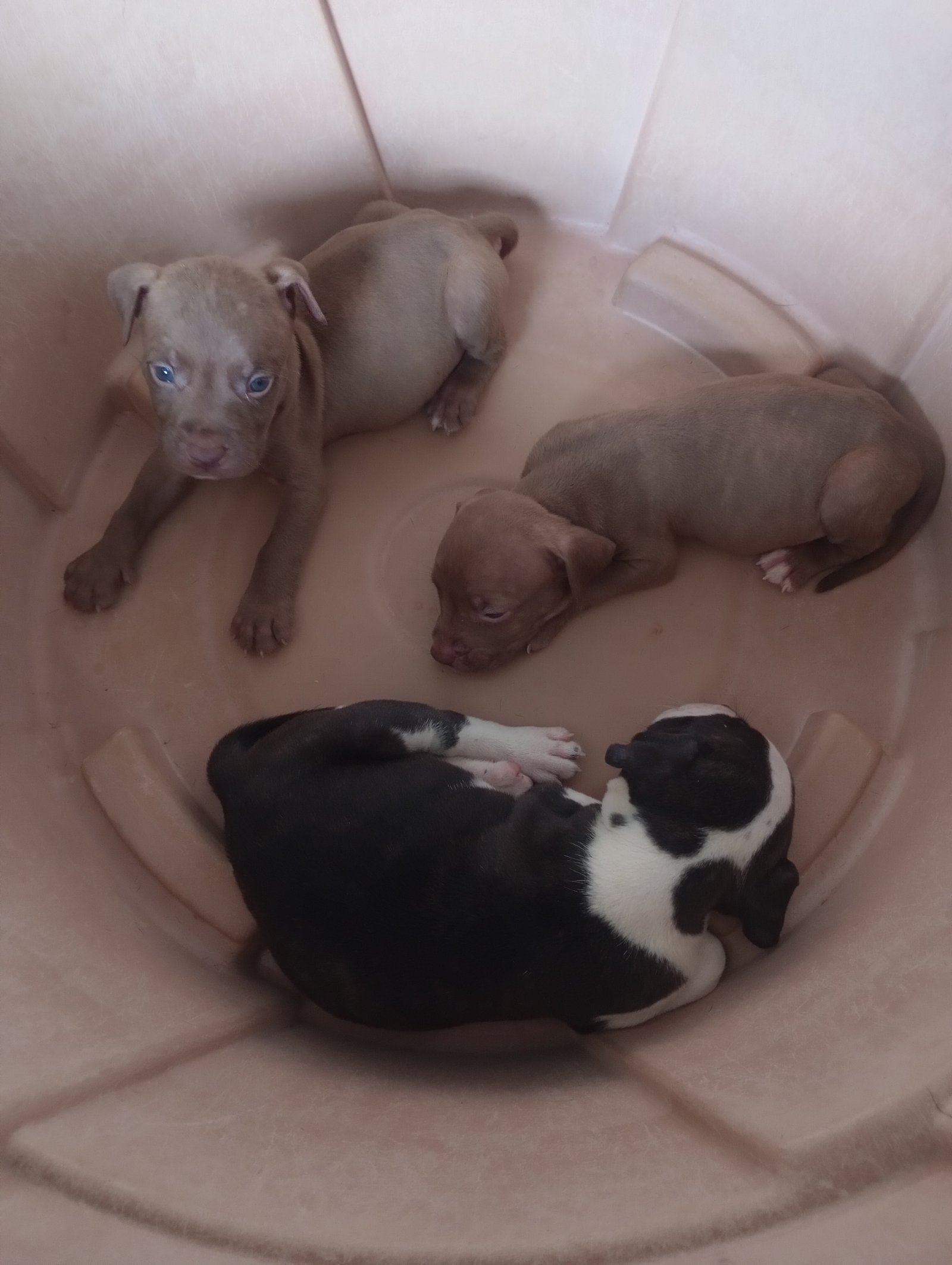 Filhote de Pitbull  - Foto 1