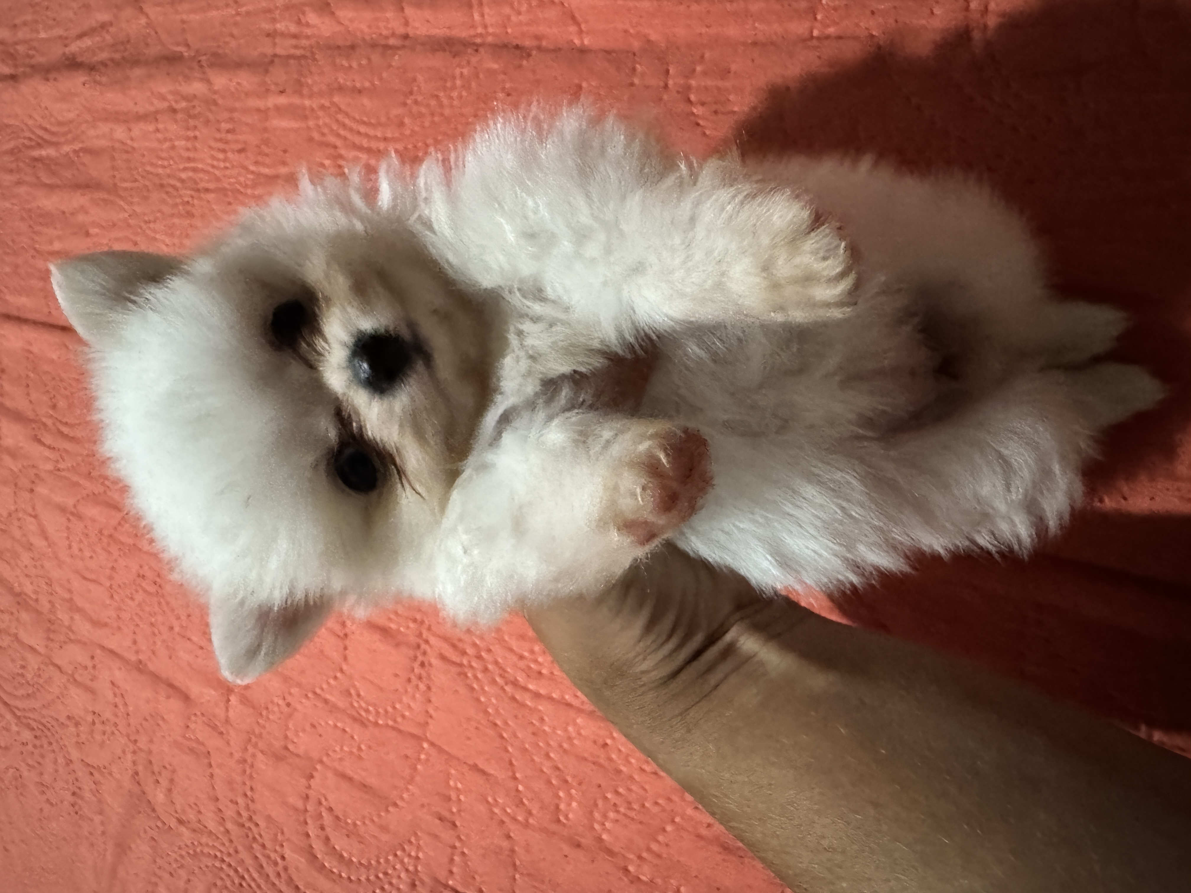 Vendo filhotes fêmea de Lulu da pomerania  - Foto 4