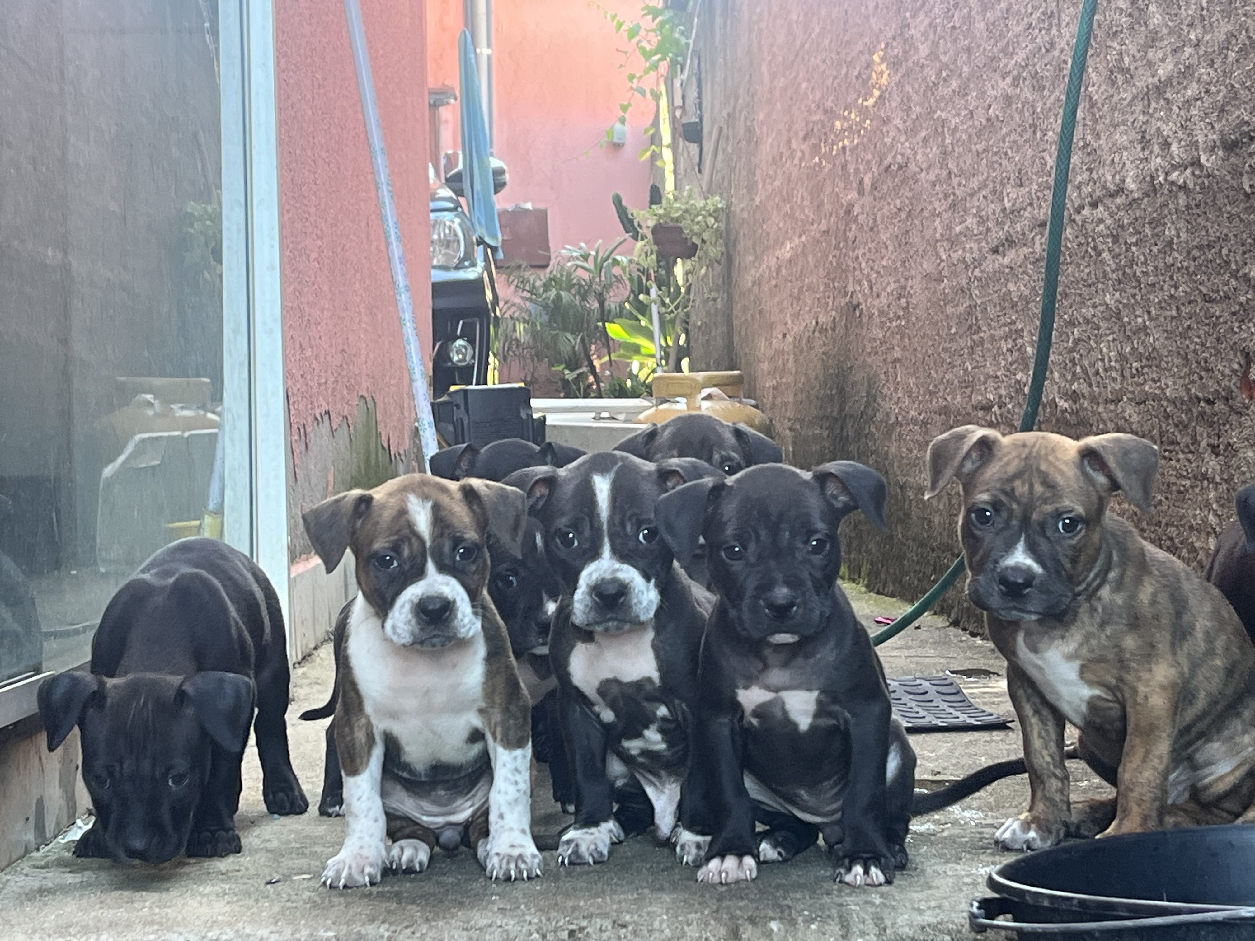 Filhote American bully 