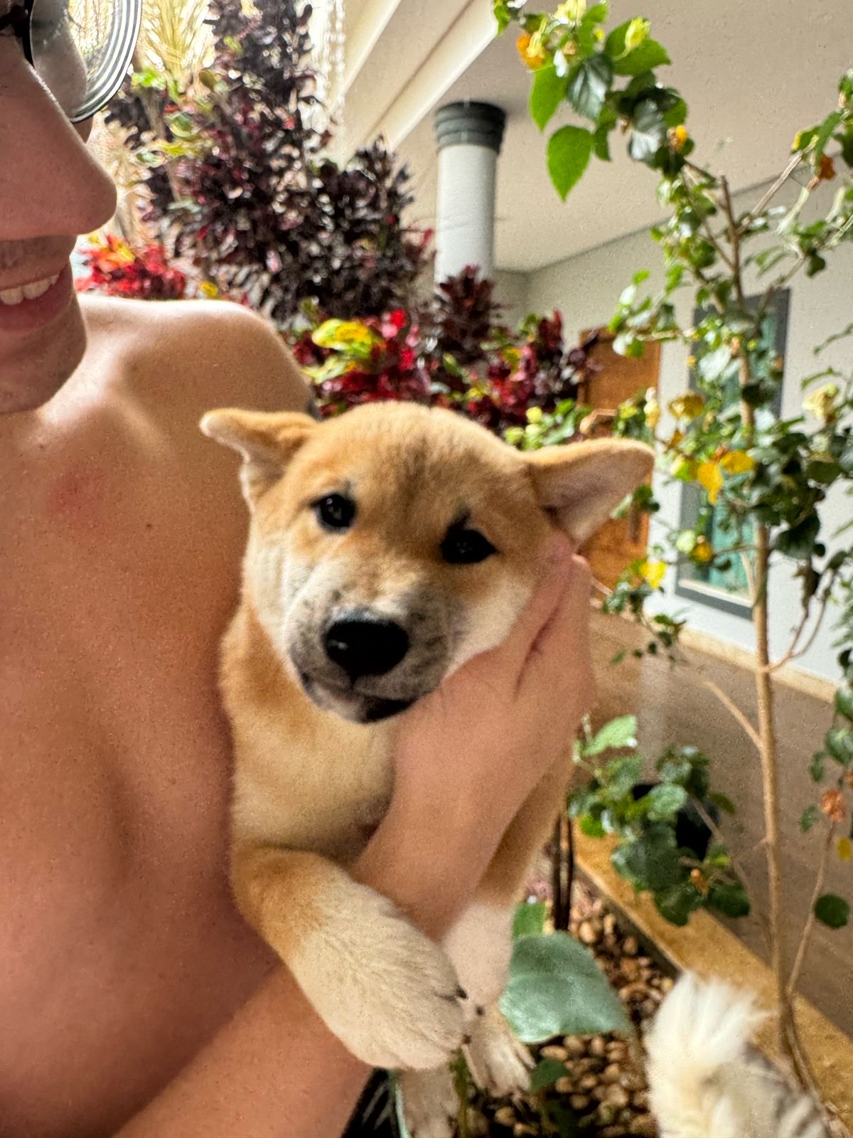 Portal Vendocão Cachorro Shiba Inu Montes Claros