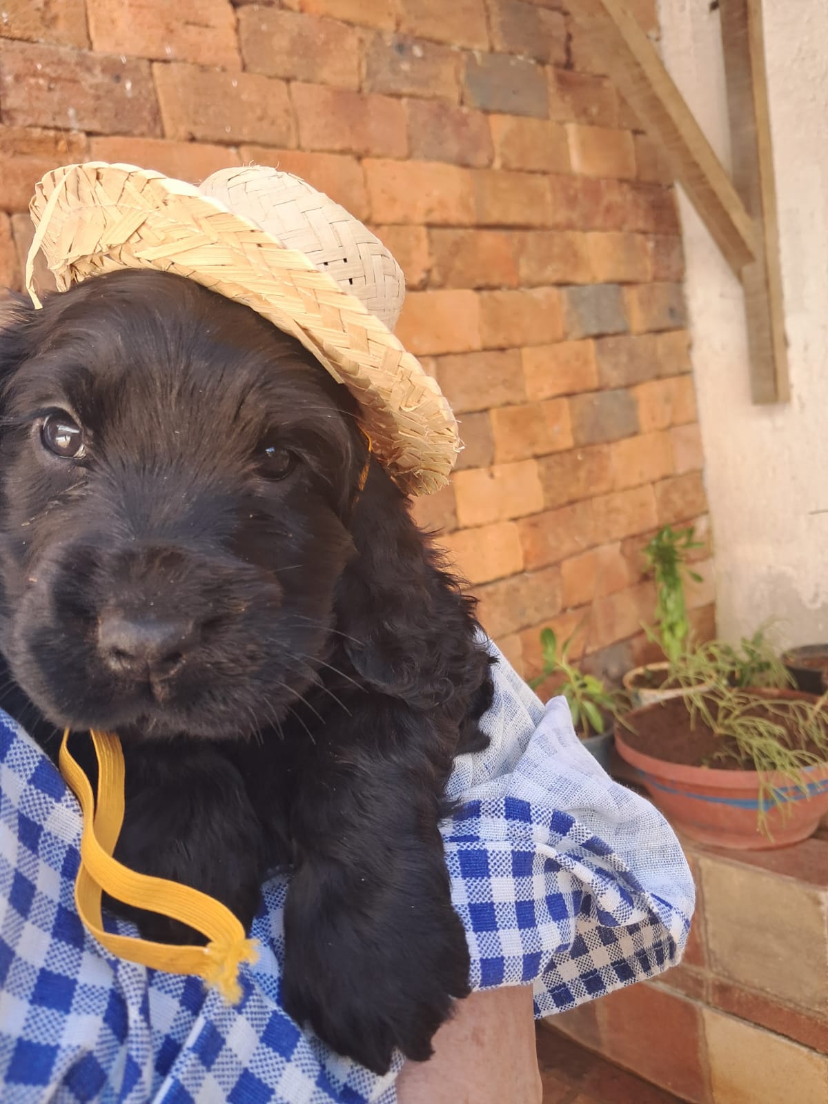 Portal Vendocão Vendo filhotes de cão Cocker Spainel  Betim