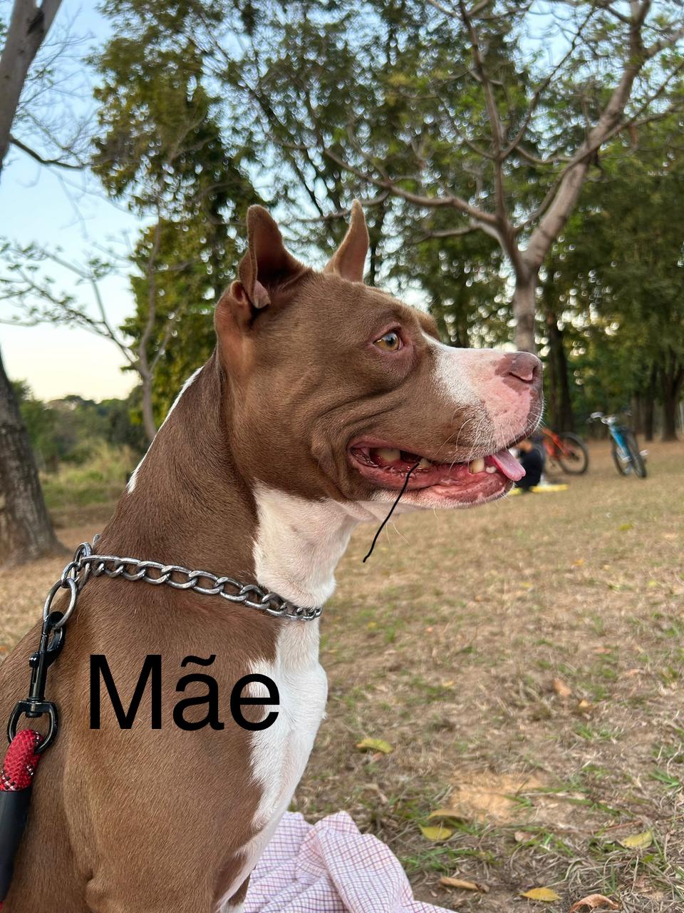 Portal Vendocão FILHOTES DE PITBULL (RARIDADE) Ipatinga