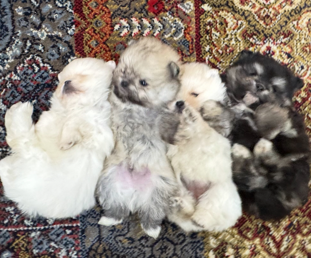 Portal Vendocão FILHOTES DE SPIZT ALEMÃO - MICRO E ANAO  sao paulo