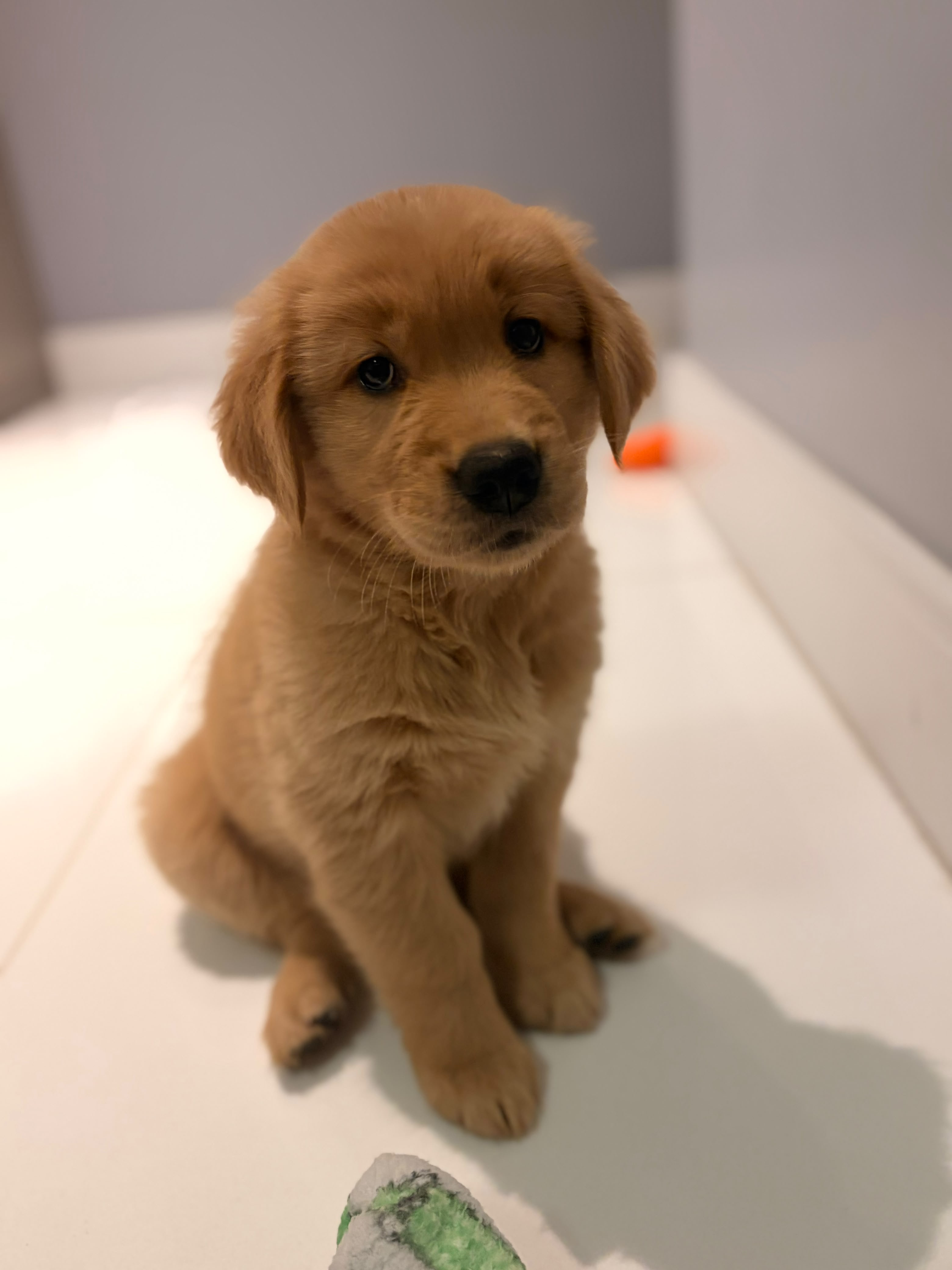 Golden Retriever - Foto 2