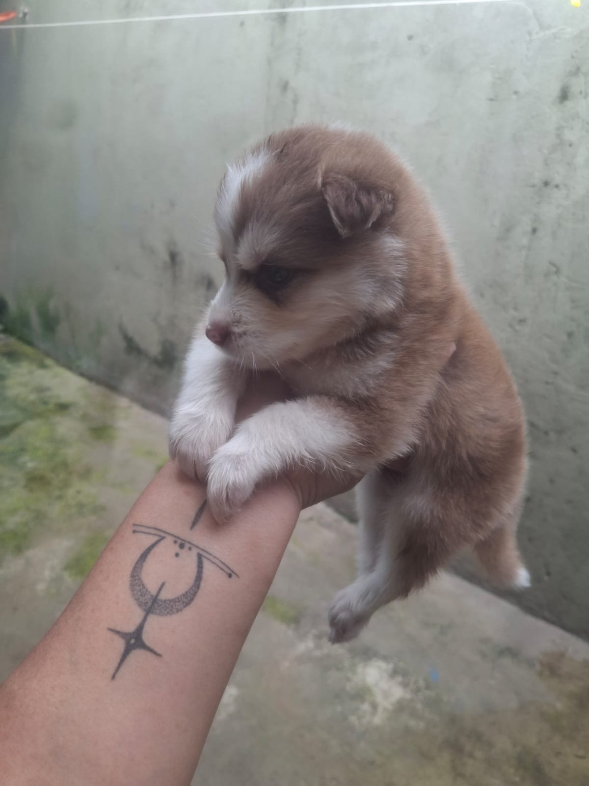 Filhote de Husky Siberiano Fêmea - Foto 3