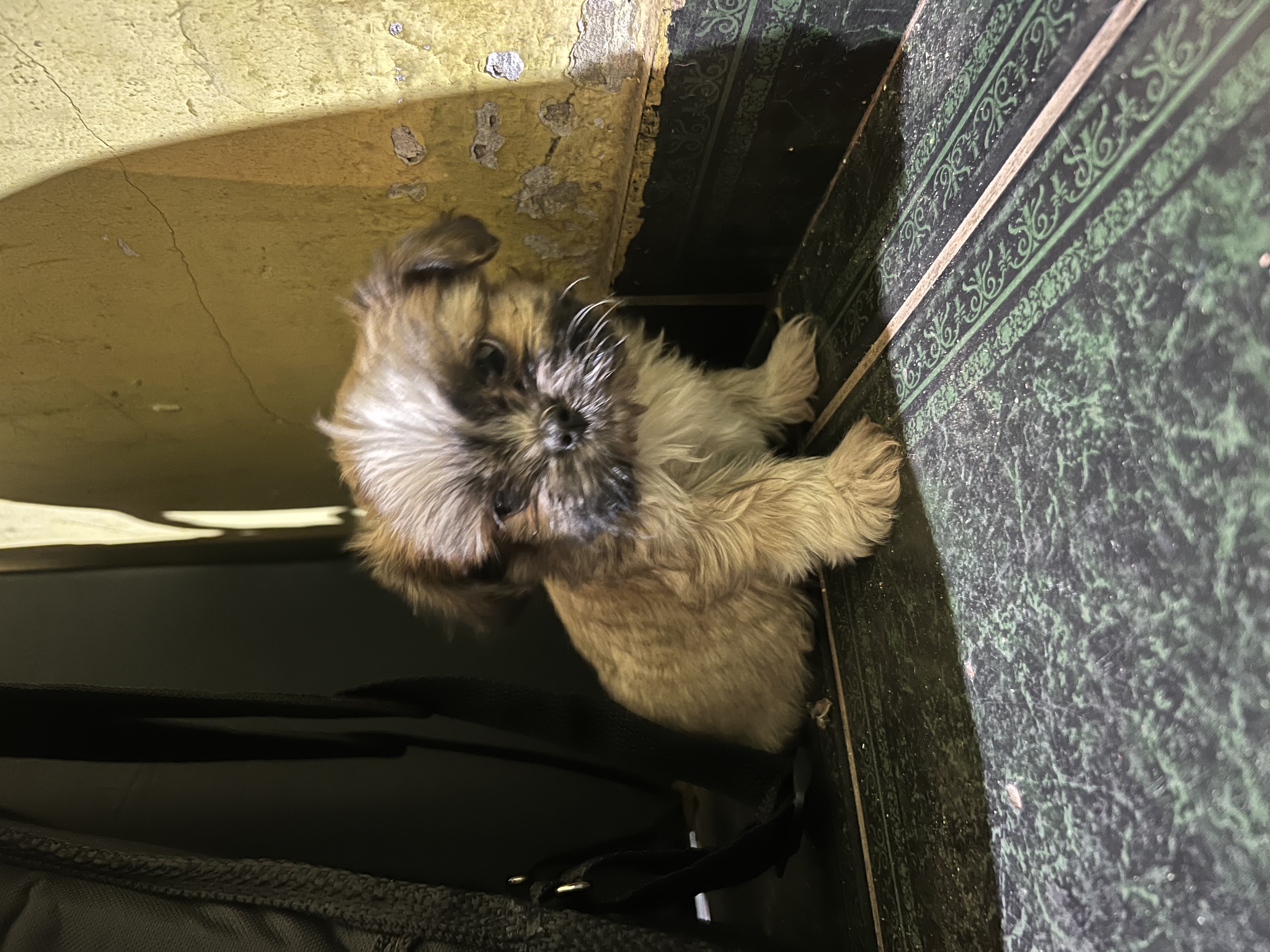 Portal Vendocão Filhote de shitszu  Goiânia 