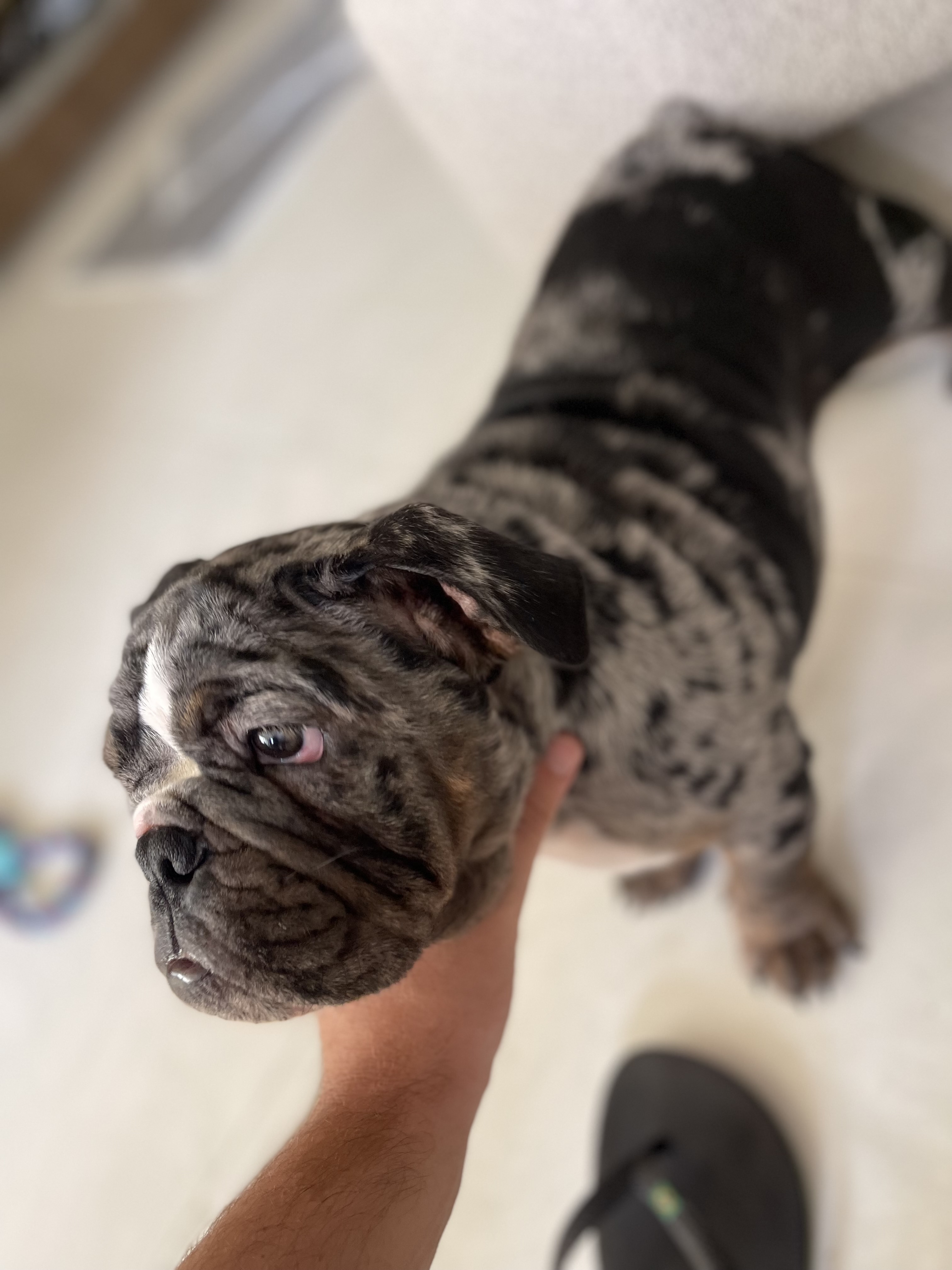 Portal Vendocão Filhote de bulldog inglês 4 meses  Salvador 