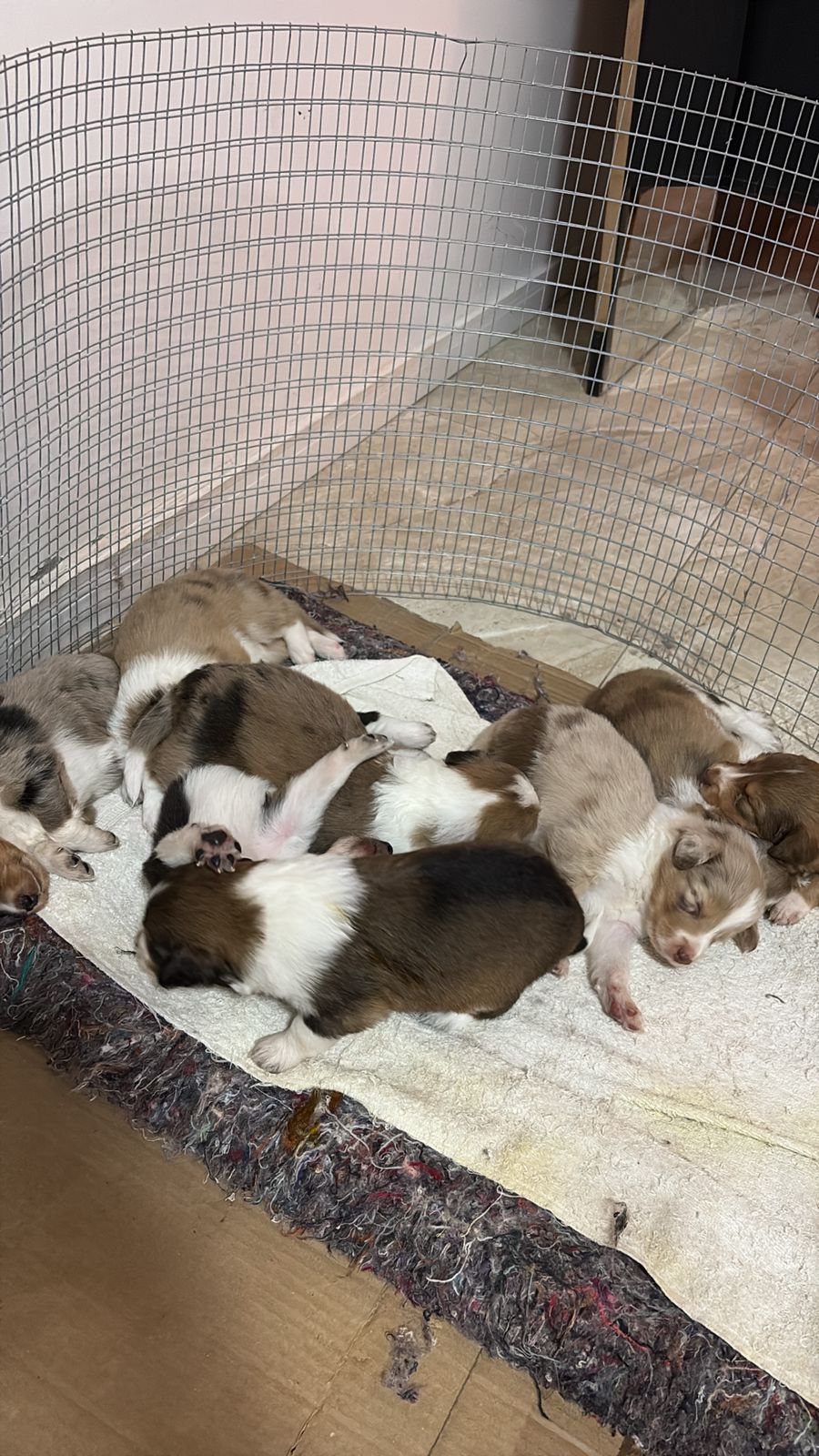 Portal Vendocão Venda Border Collie  Capão da canoa 