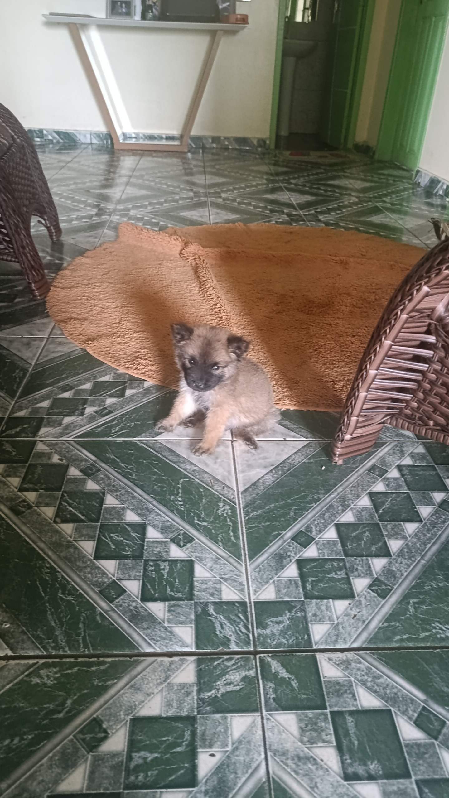 Portal Vendocão Cachorrinho filhote Porto Velho