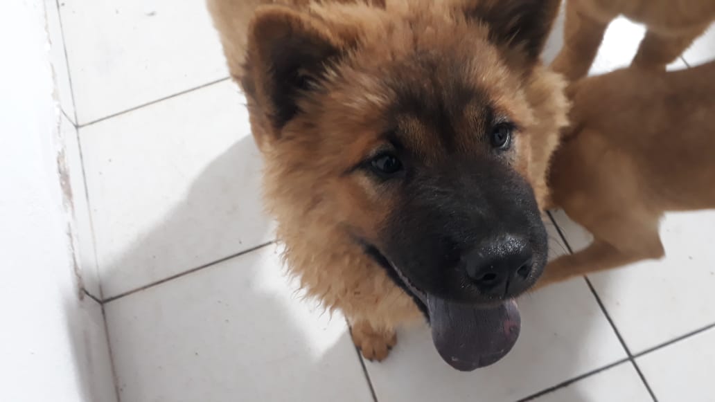 Portal Vendocão Chow chow Aparecida de Goiânia 
