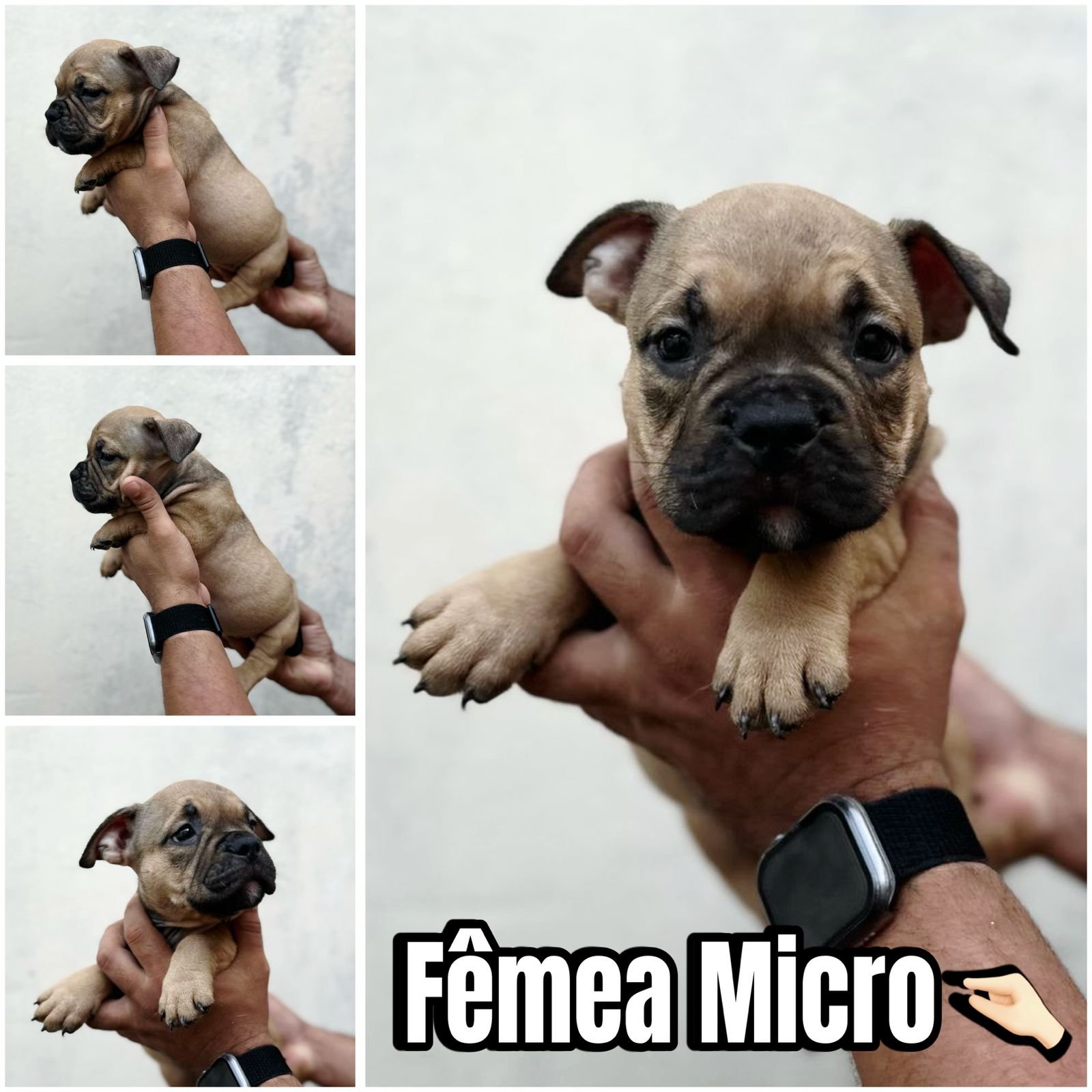 AMERICAN BULLY COM PEDIGREE - Foto 2