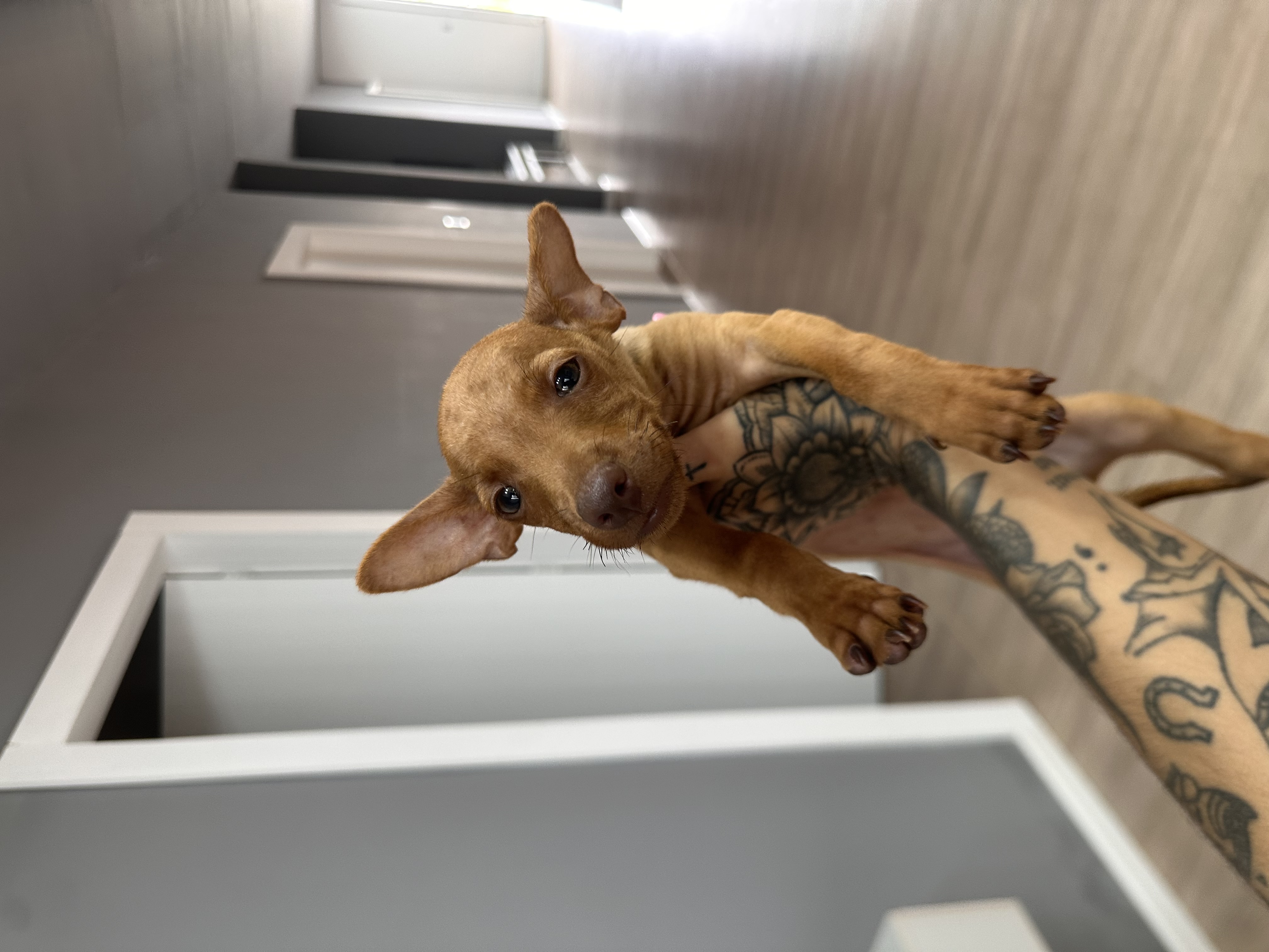 Pinscher 1