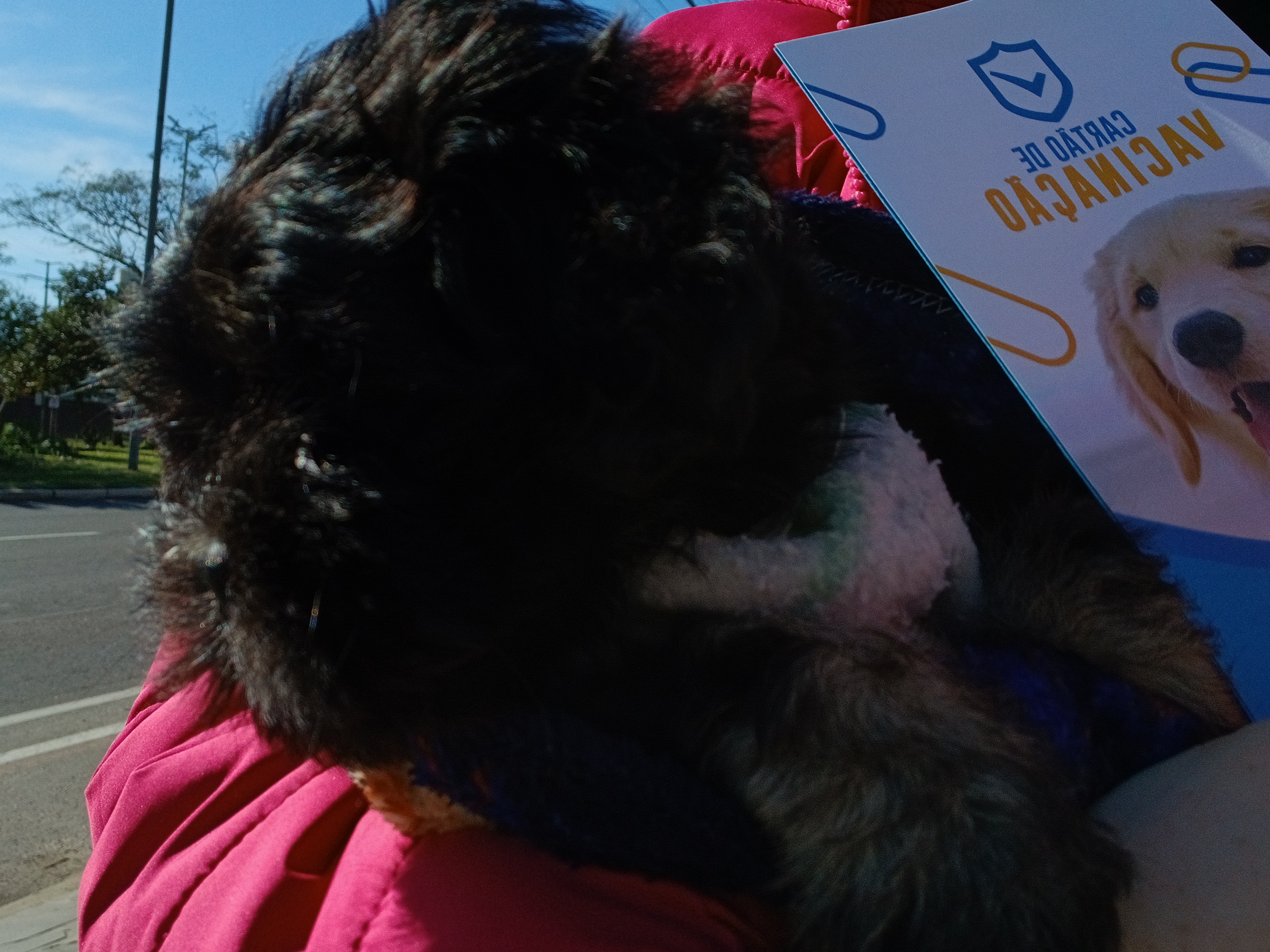 Lhasa apso preto MACHO - Foto 4