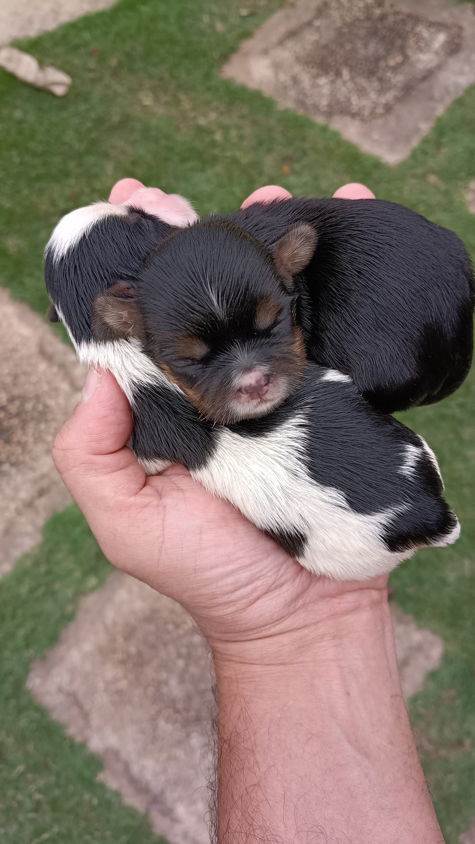 LHASA APSO  - Foto 1