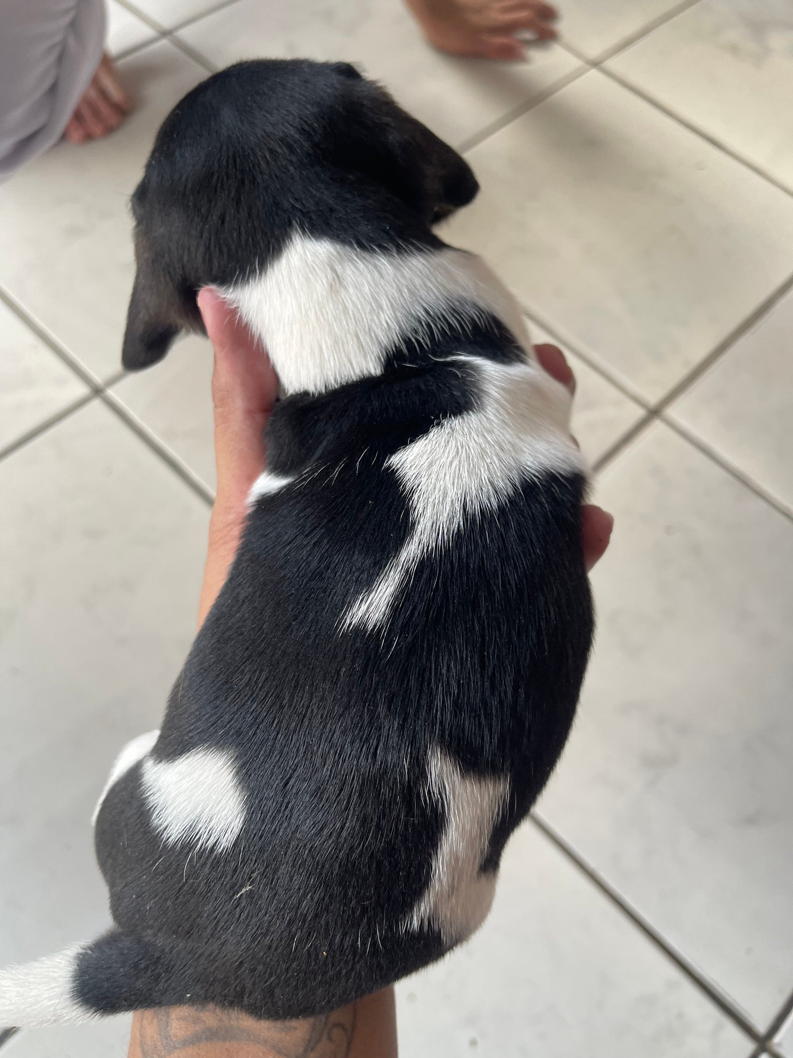 Dachshund Salsichas puríssimo  - Foto 3