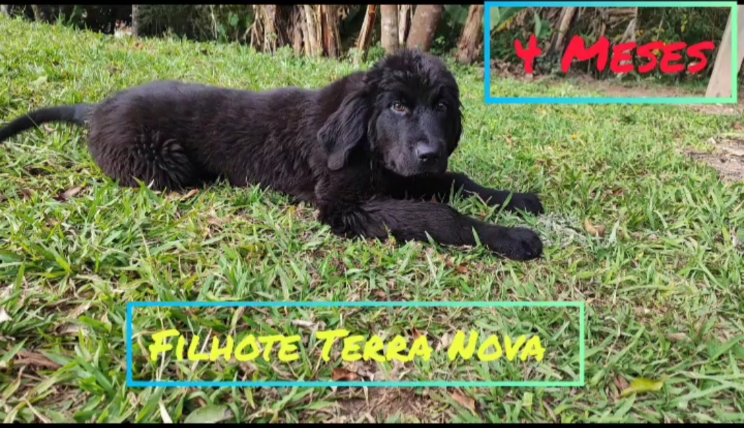 Portal Vendocão Filhote de Terra Nova (macho) São Paulo