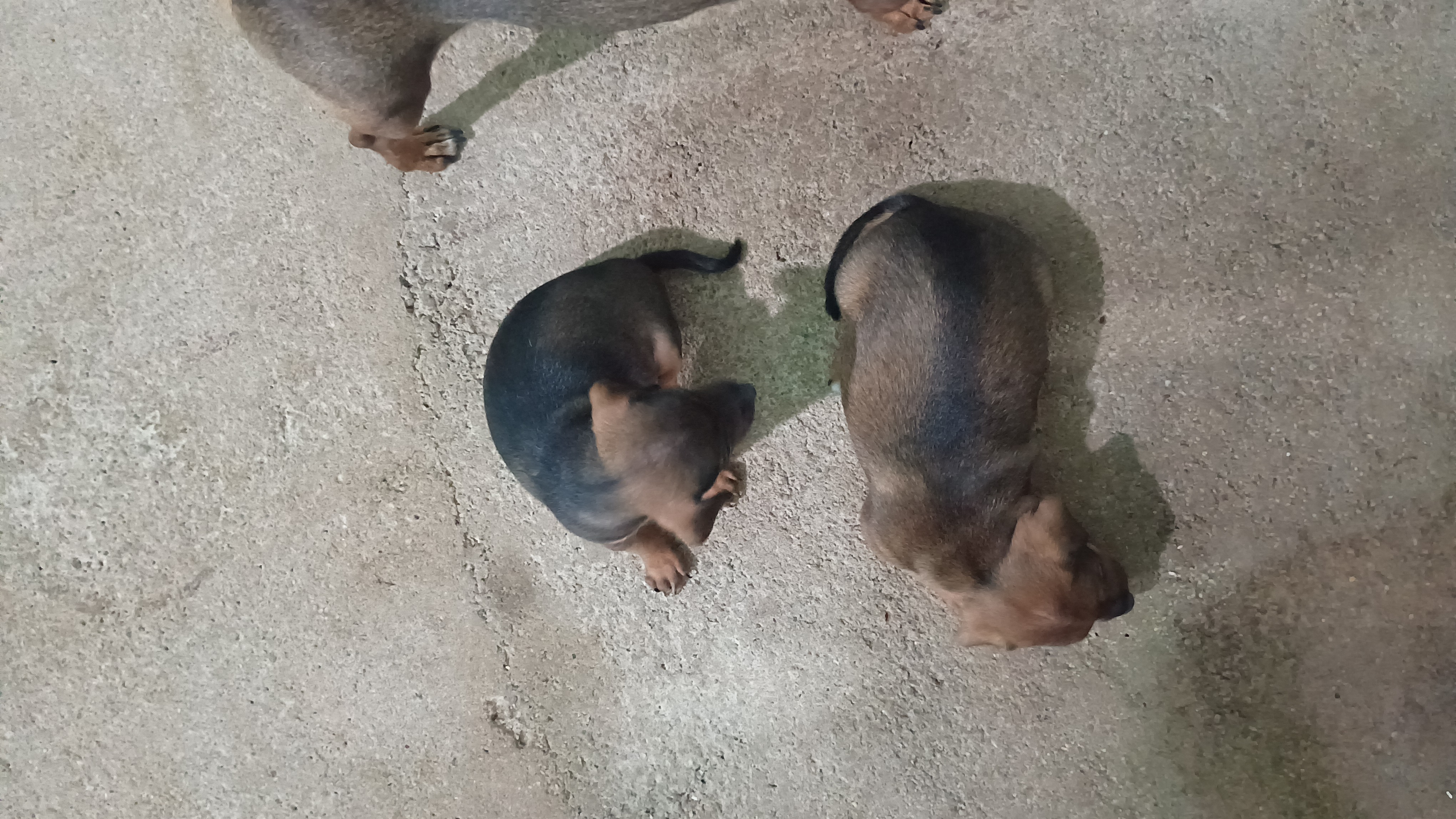 Portal Vendocão Filhote  Porto Velho