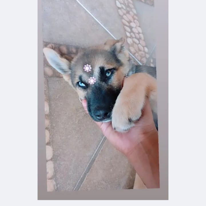 Vendo