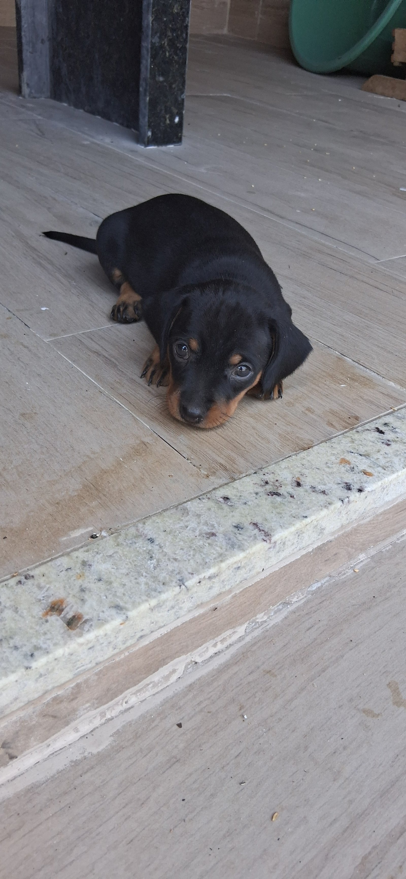 FILHOTE DE CACHORRO SALSICHA 