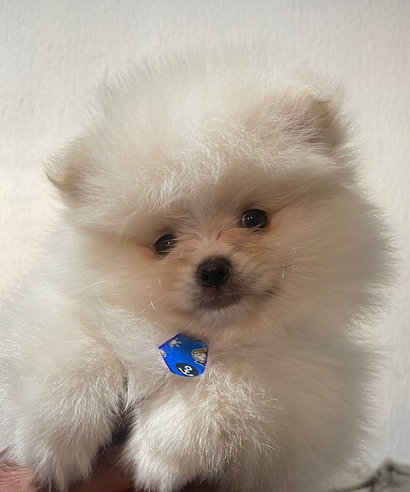 Lindos filhos de Spitz alemão - Foto 5