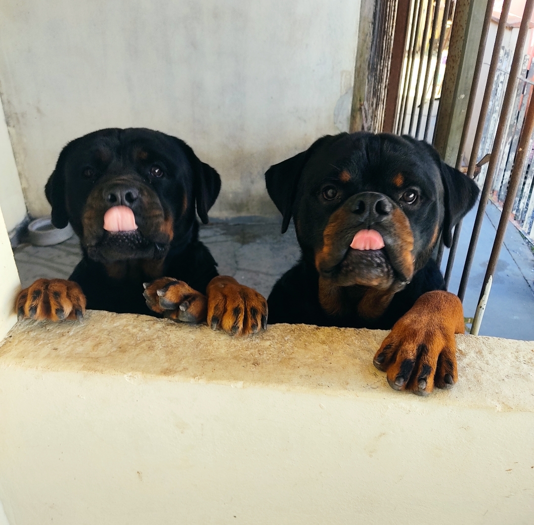 Portal Vendocão Rottweiler Fêmeas excelente linhagem  Joinville