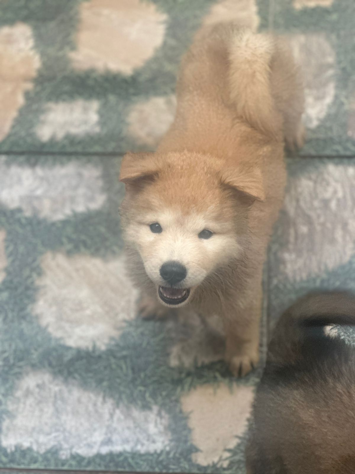 Portal Vendocão Filhote de Chow Chow misturado com Husky Siberiano São Luís