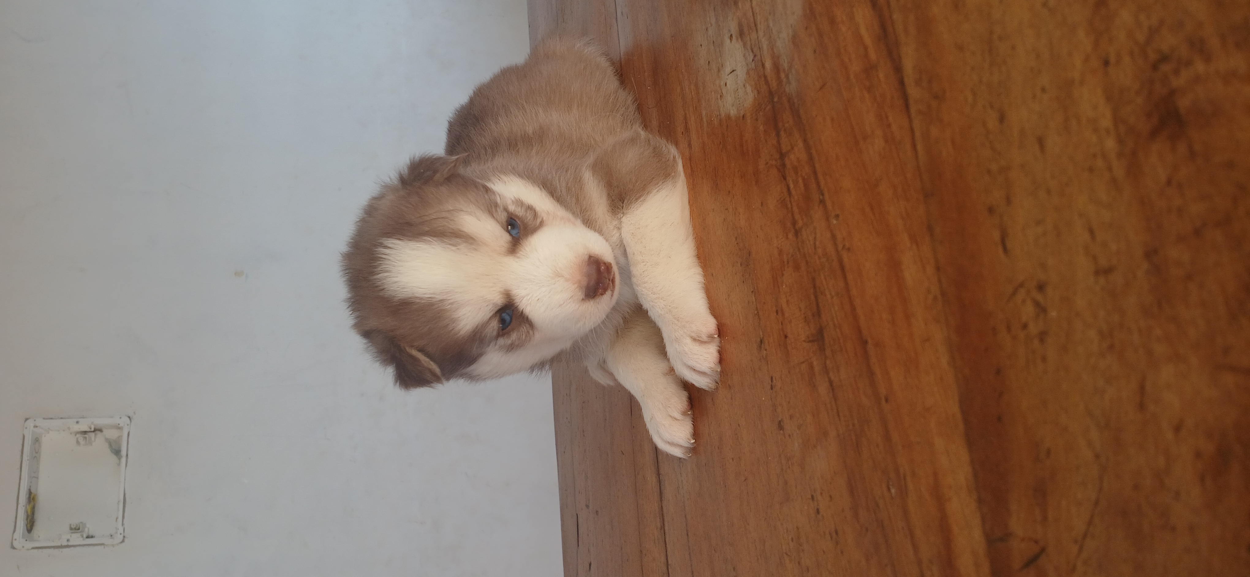 Husky Siberiano - Foto 1