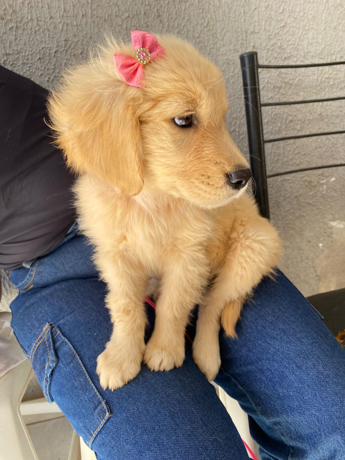 Portal Vendocão Golden Retriever - Oportunidade Aparecida de Goiânia
