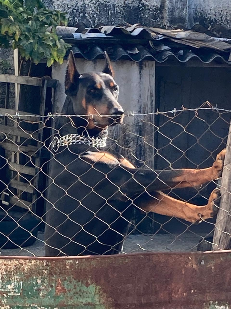 Portal Vendocão Filhotes Dobermann Arcos