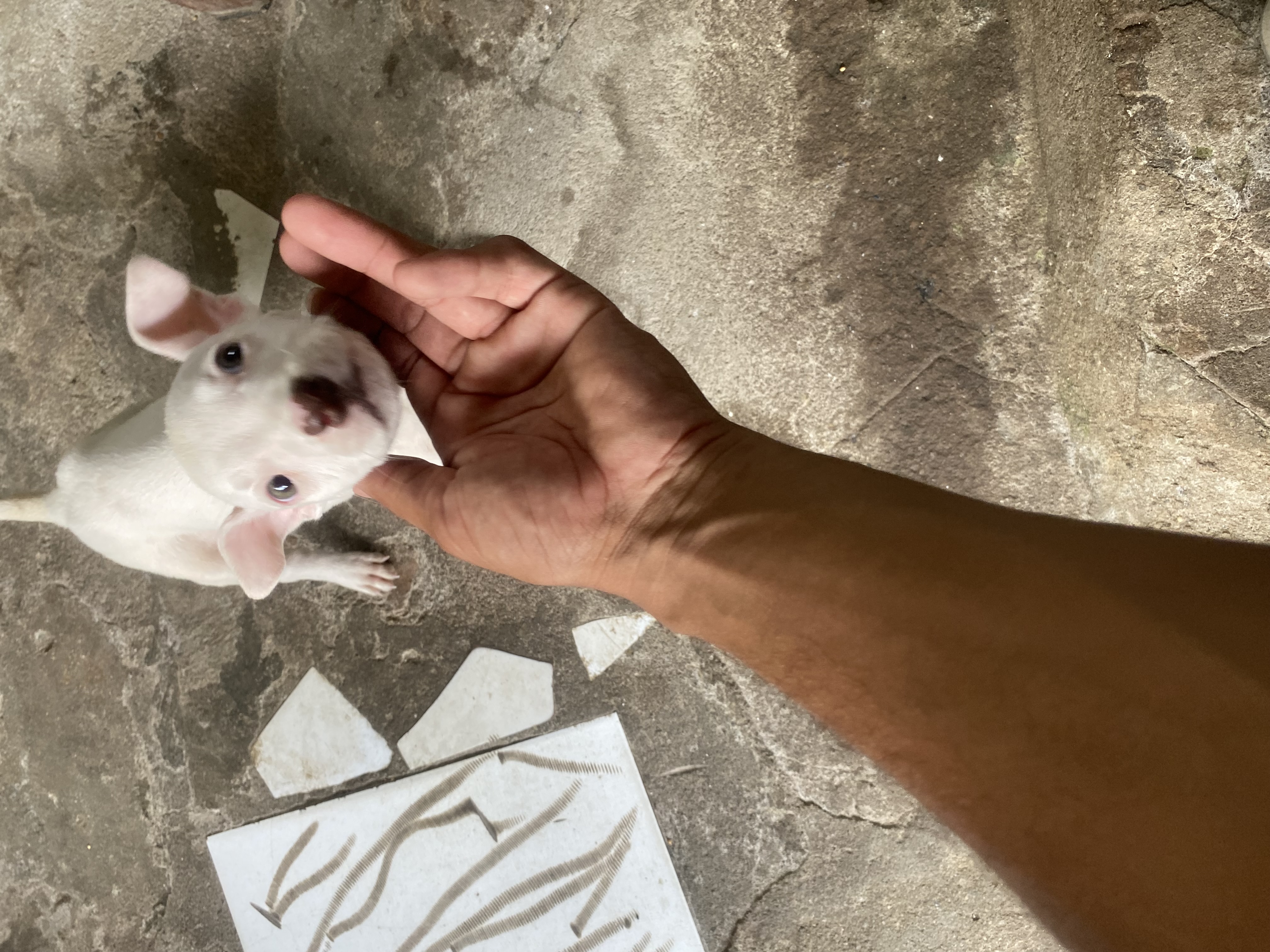 Portal Vendocão Pit bull fêmea  Abreu e Lima