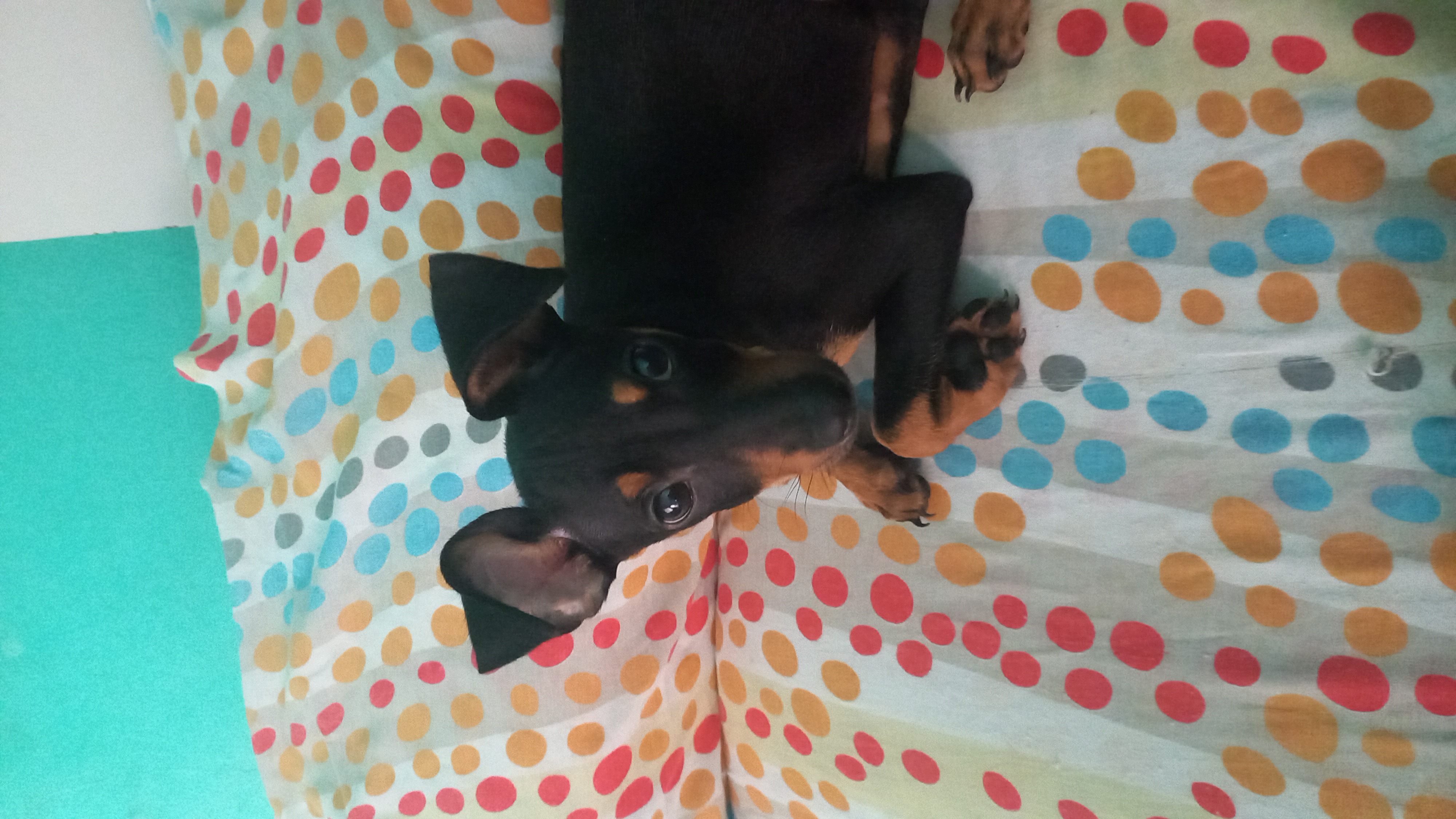 Vendo um cachorro pincher filhote  - Foto 1