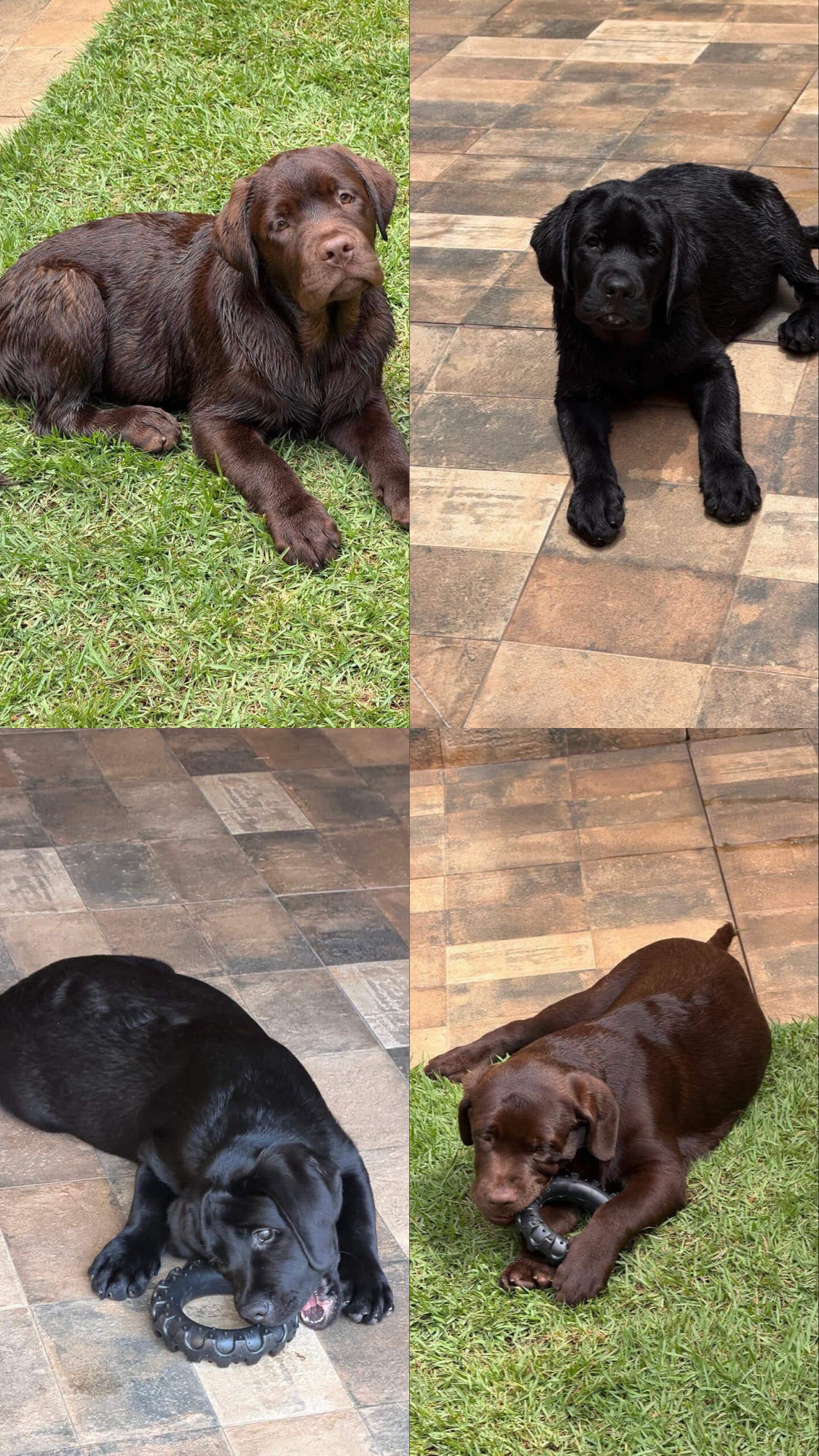 Vendo labrador 