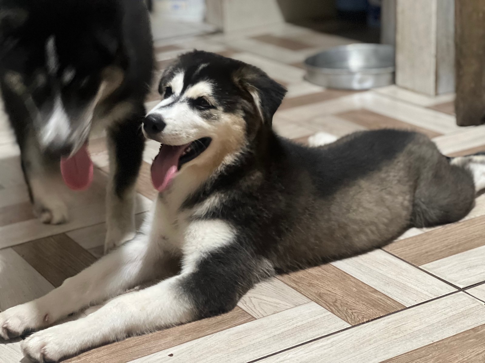 Vendo husky - Foto 1