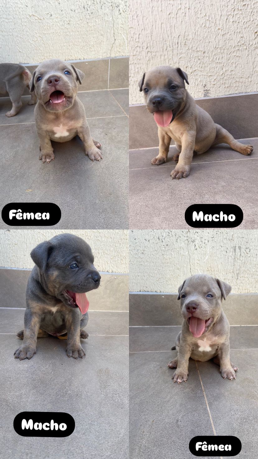 Portal Vendocão Venda de Filhotes American Bully standart  Goiânia