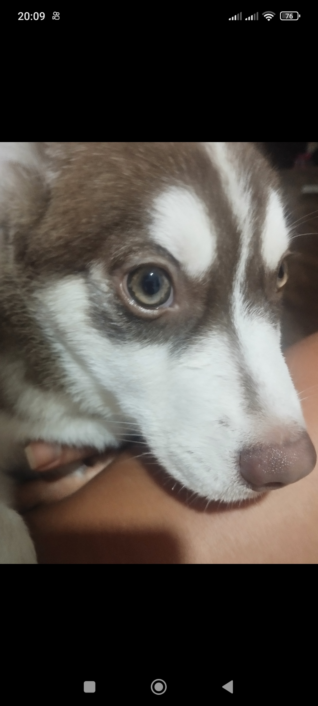 Portal Vendocão Vendo husky siberiano fêmea raça pura  Salvador