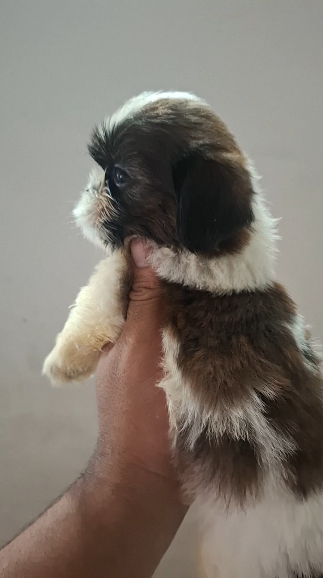 Shihtzu filhote (PURO)