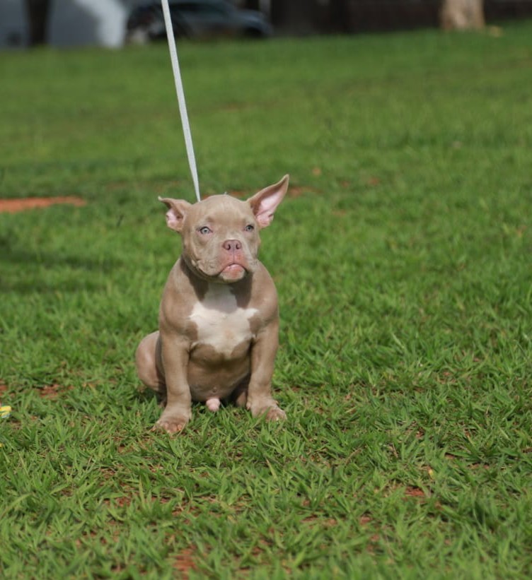 Portal Vendocão Filhote American bully Uberlândia