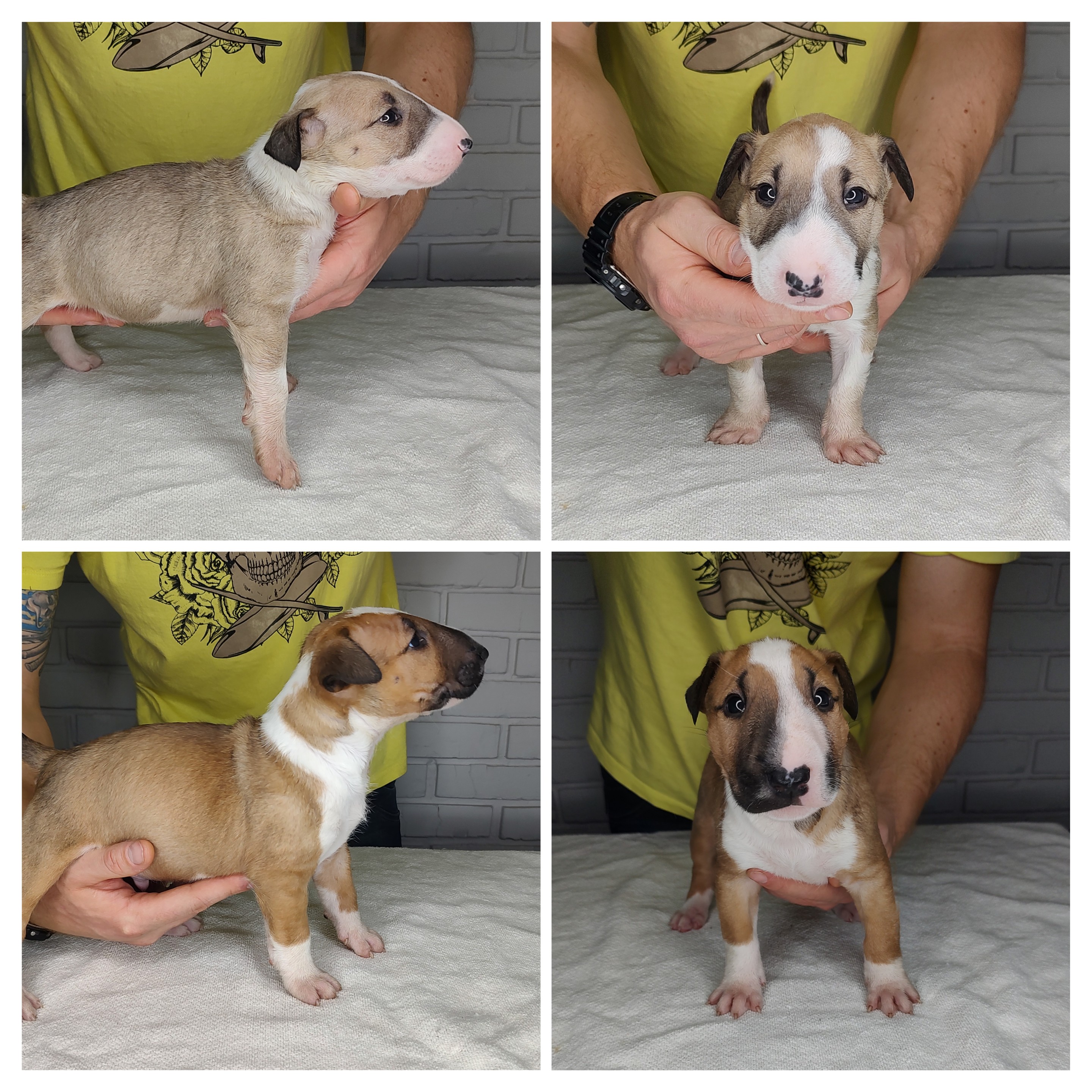 Portal Vendocão Filhotes de Bullterrier  Porto Alegre
