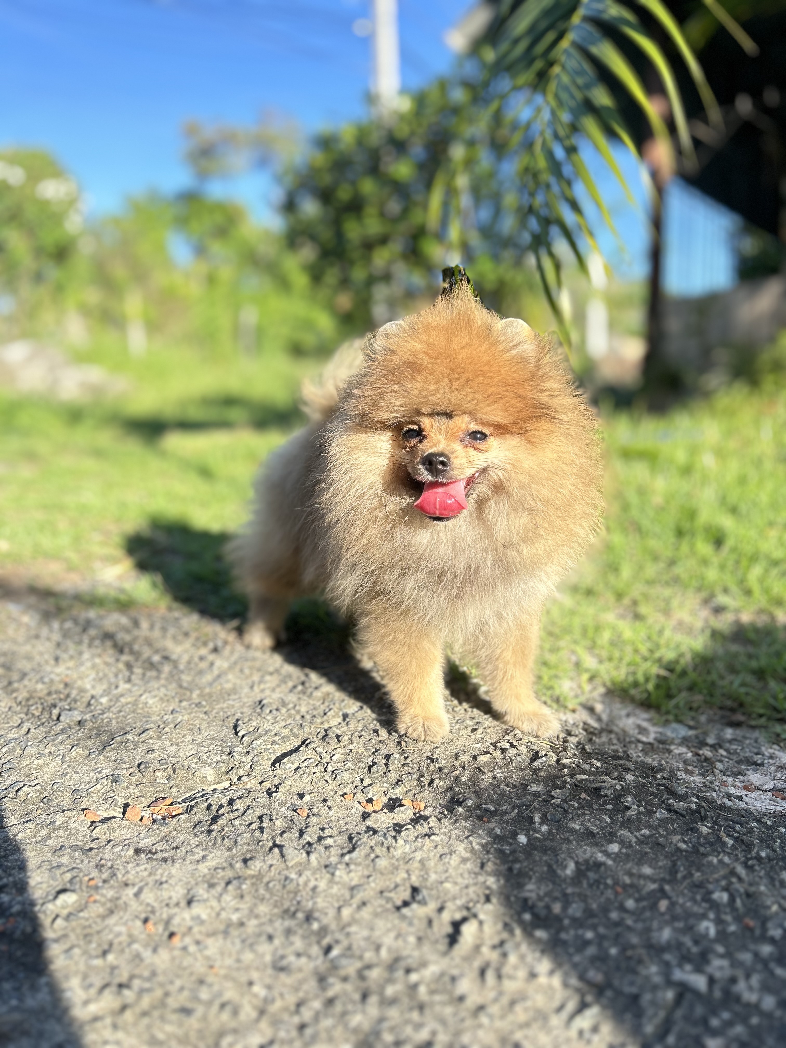 Spitz alemão / Lulu da pomerania (macho) - Foto 2