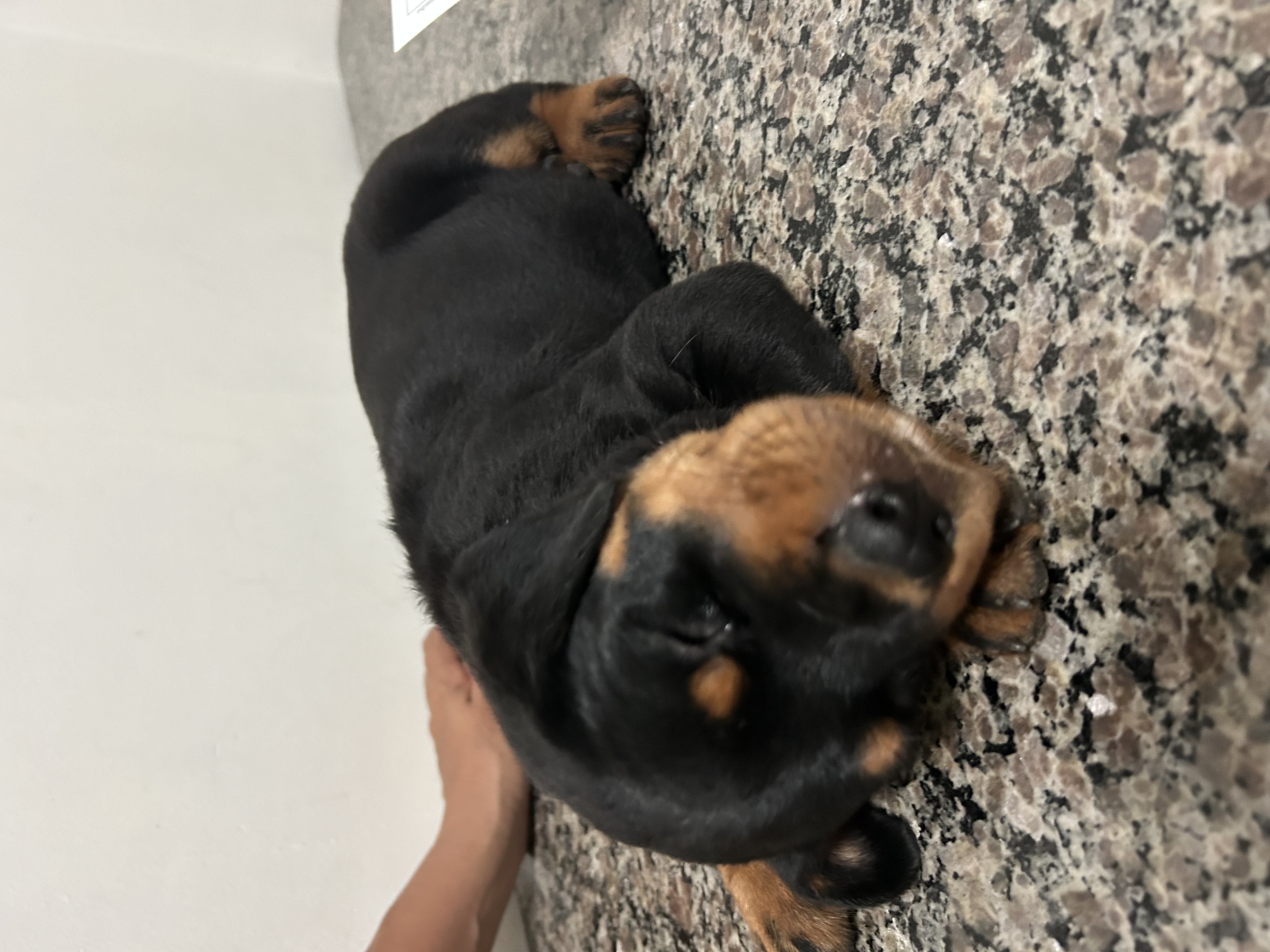 Portal Vendocão Filhotes dê Rottweiler  Teresina