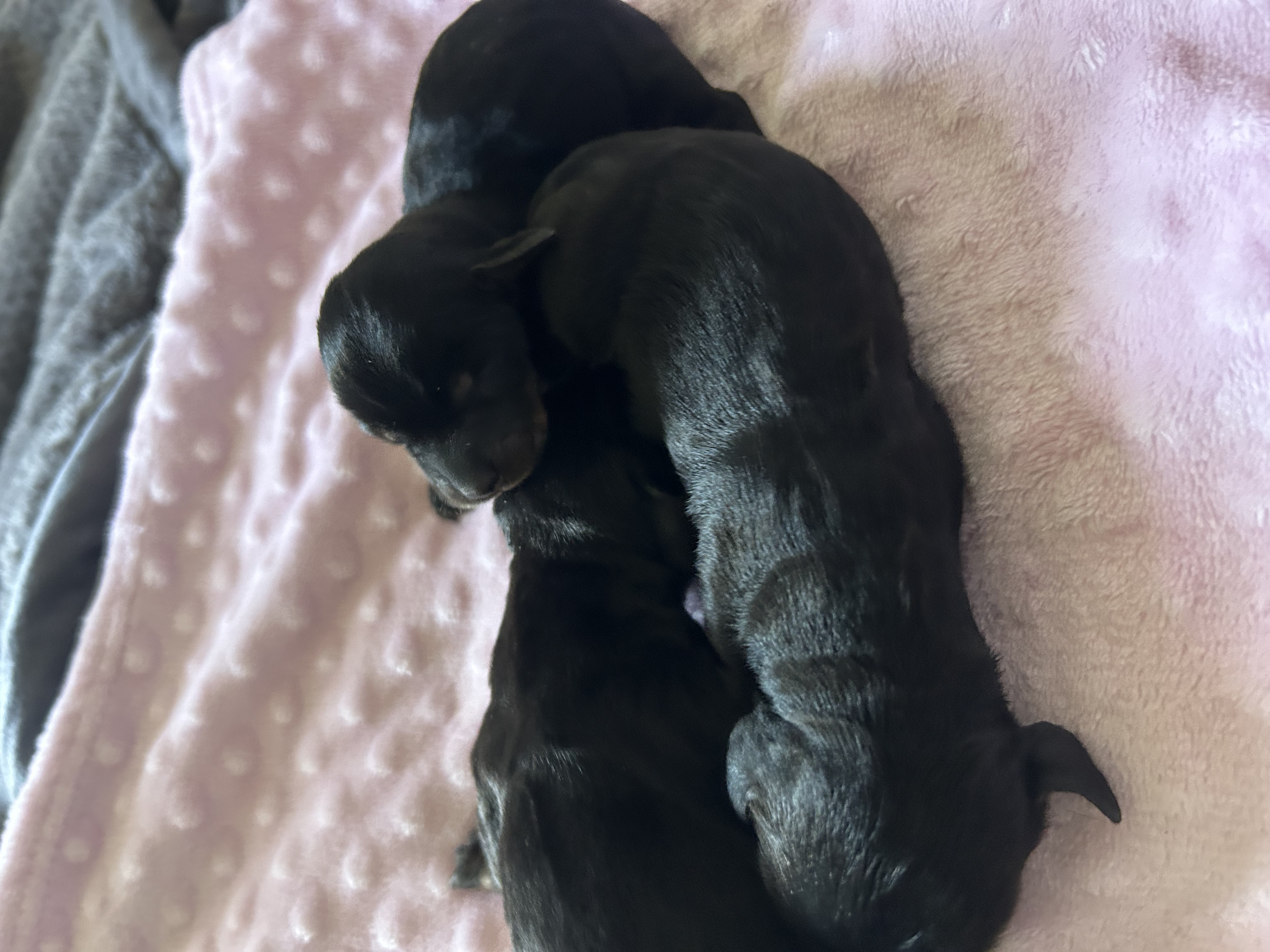 Portal Vendocão Vendo filhote de dachshund Palhoça