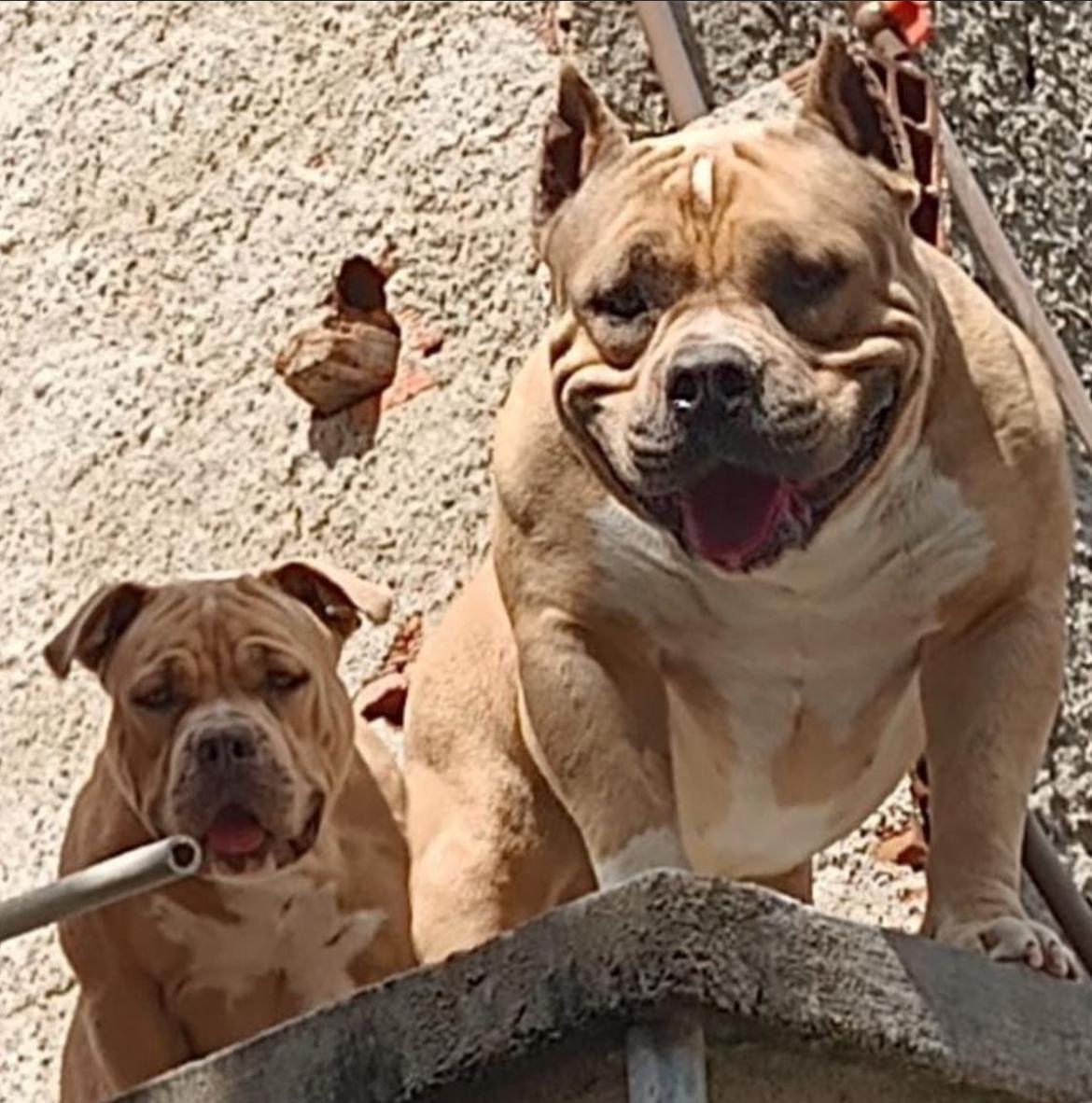 Portal Vendocão American Bully Niteroi