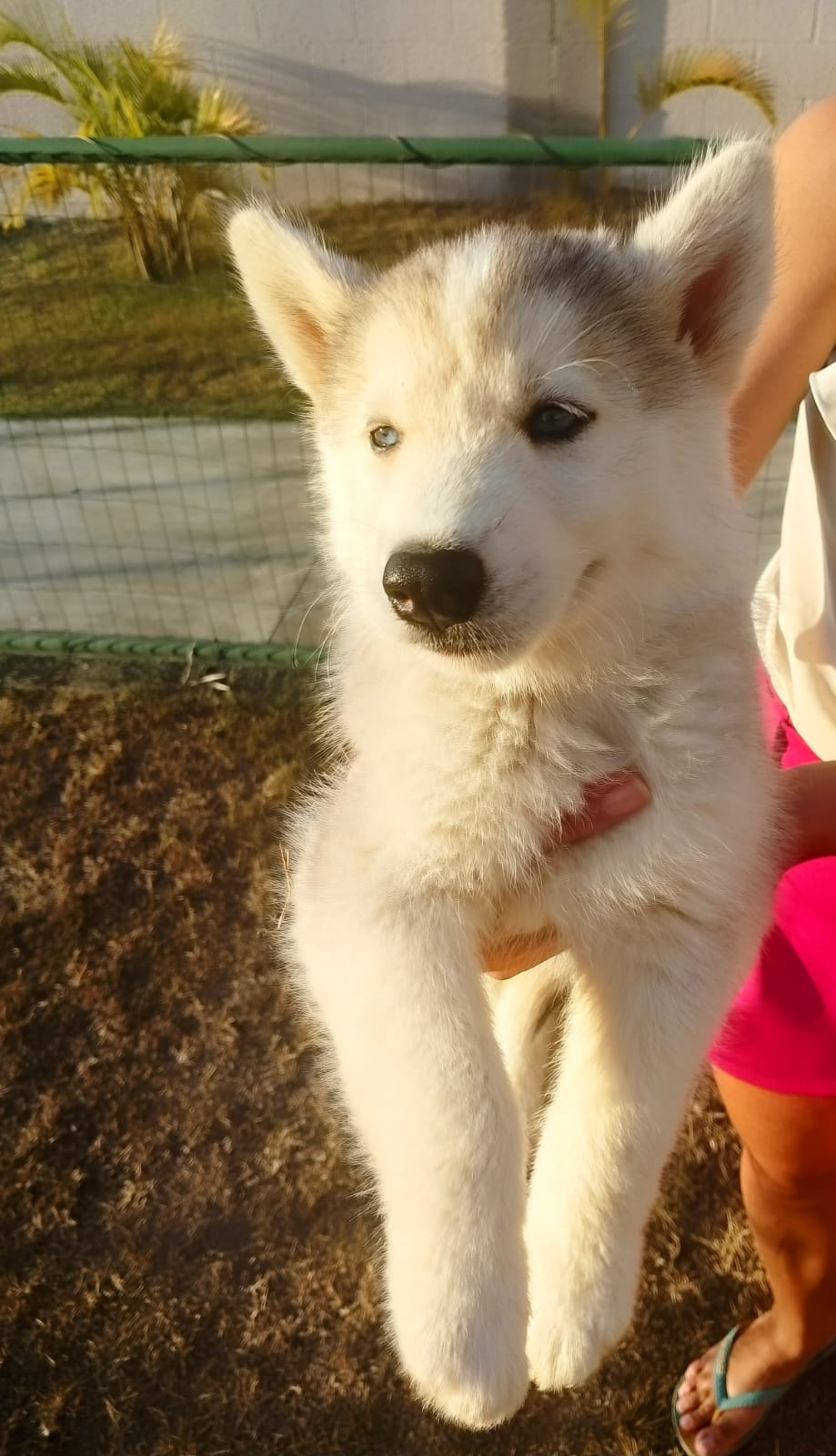 Portal Vendocão Filhotes de husky siberiano  Feira de Santana