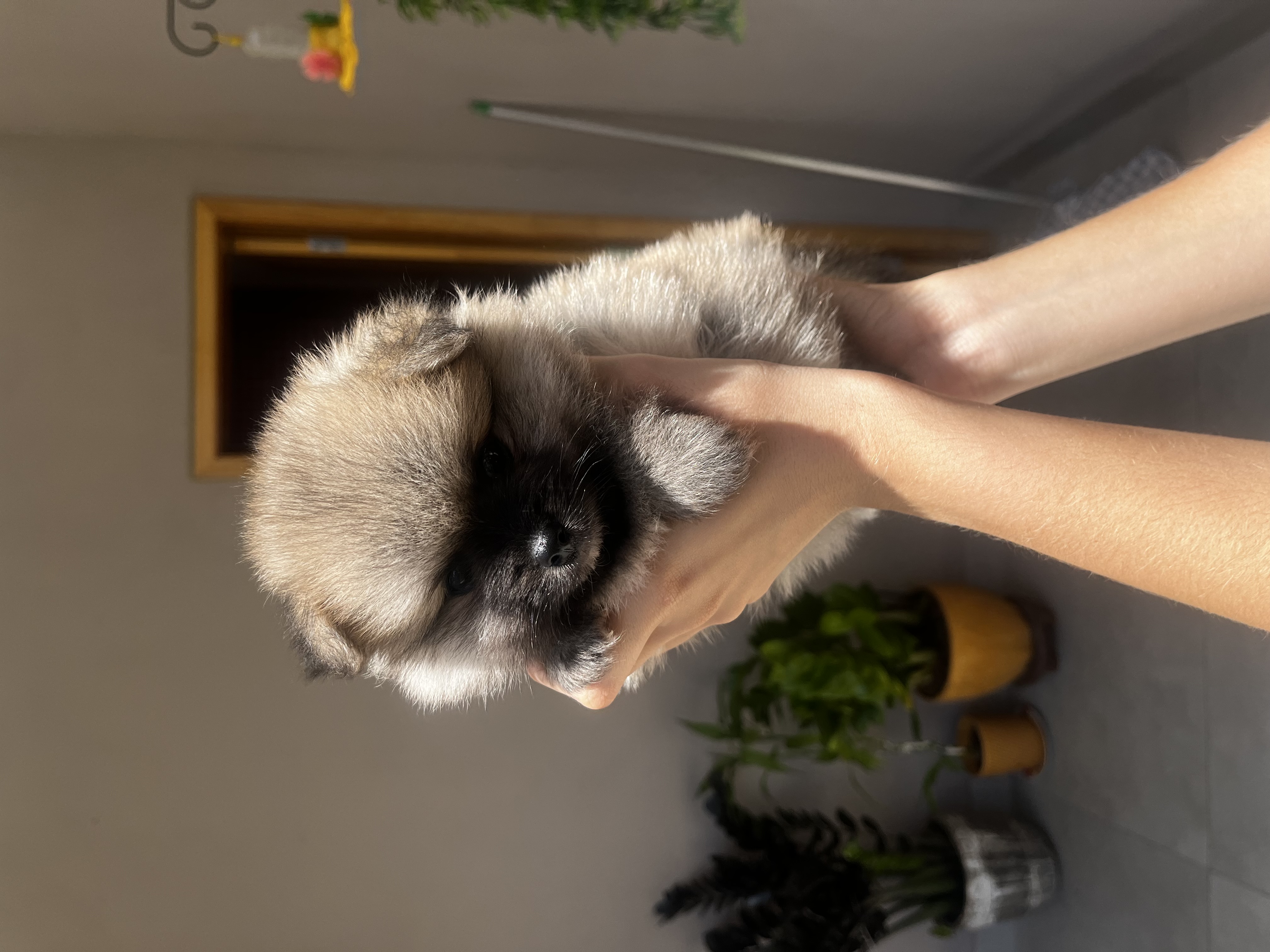Spitz alemão macho - Foto 4