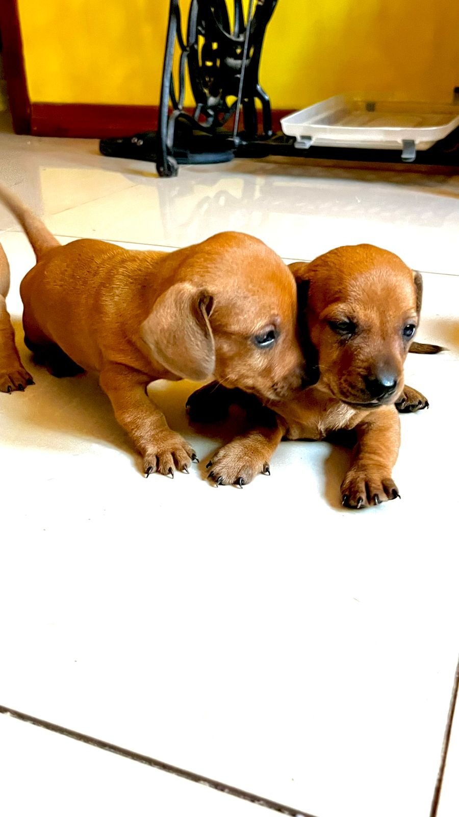 Filhotes de linguicinha Dachshund  - Foto 1