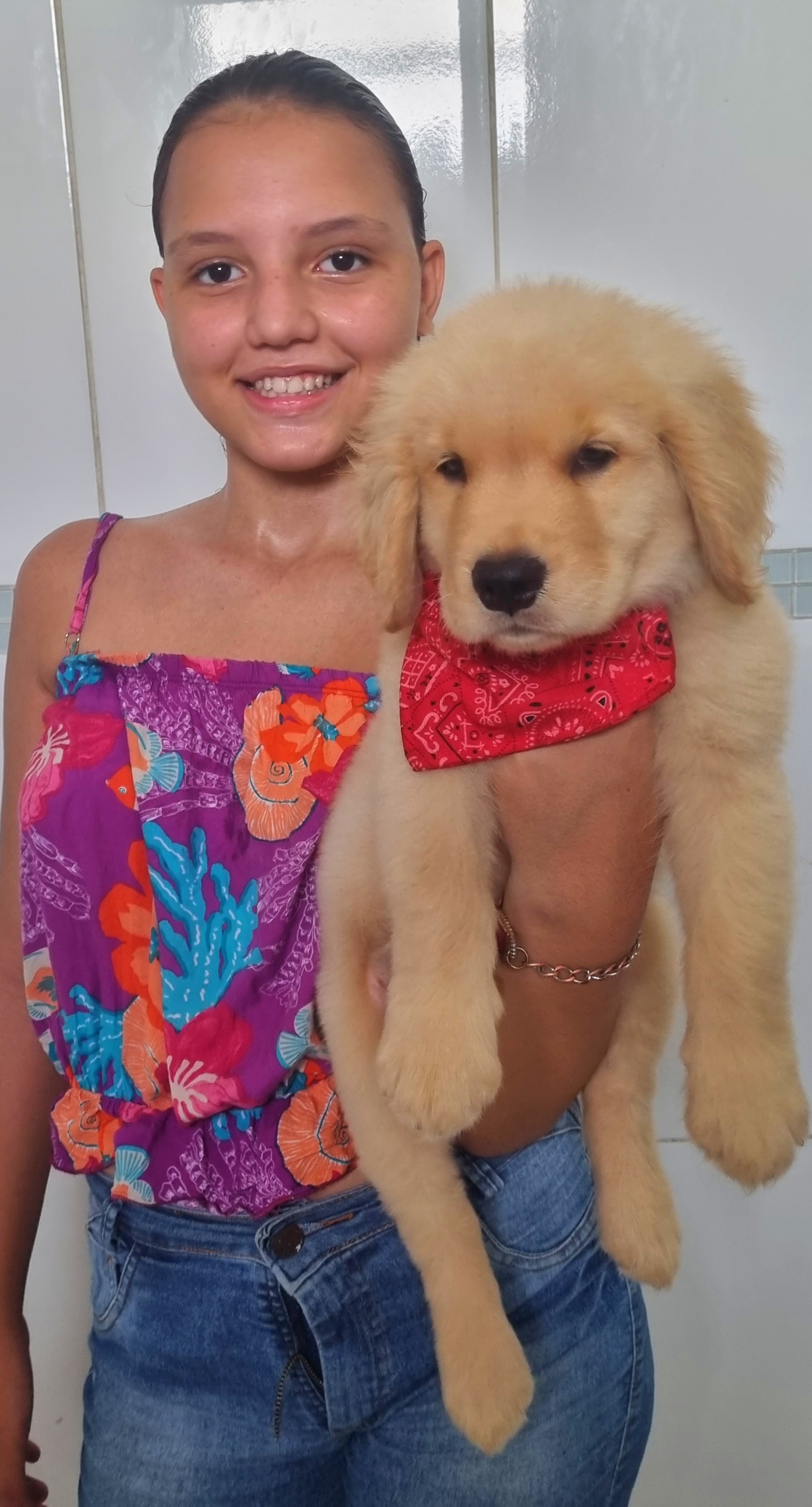 Portal Vendocão Golden retriever Pedigree CBKC  Itaborai 