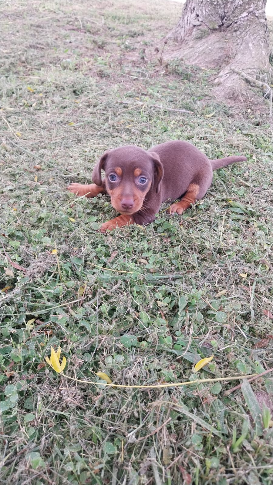 Filhote Dachshund chocolate macho - Foto 3