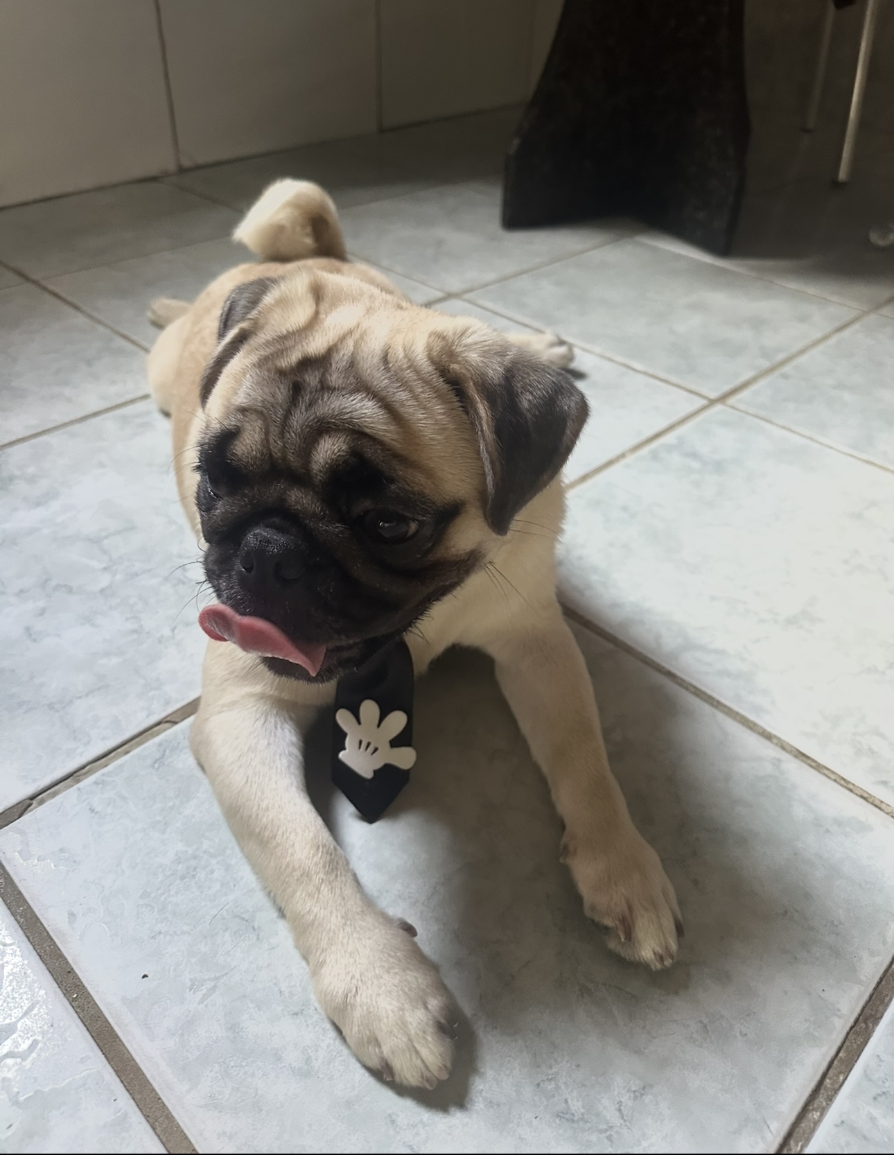 Portal Vendocão Pug macho  Olinda 